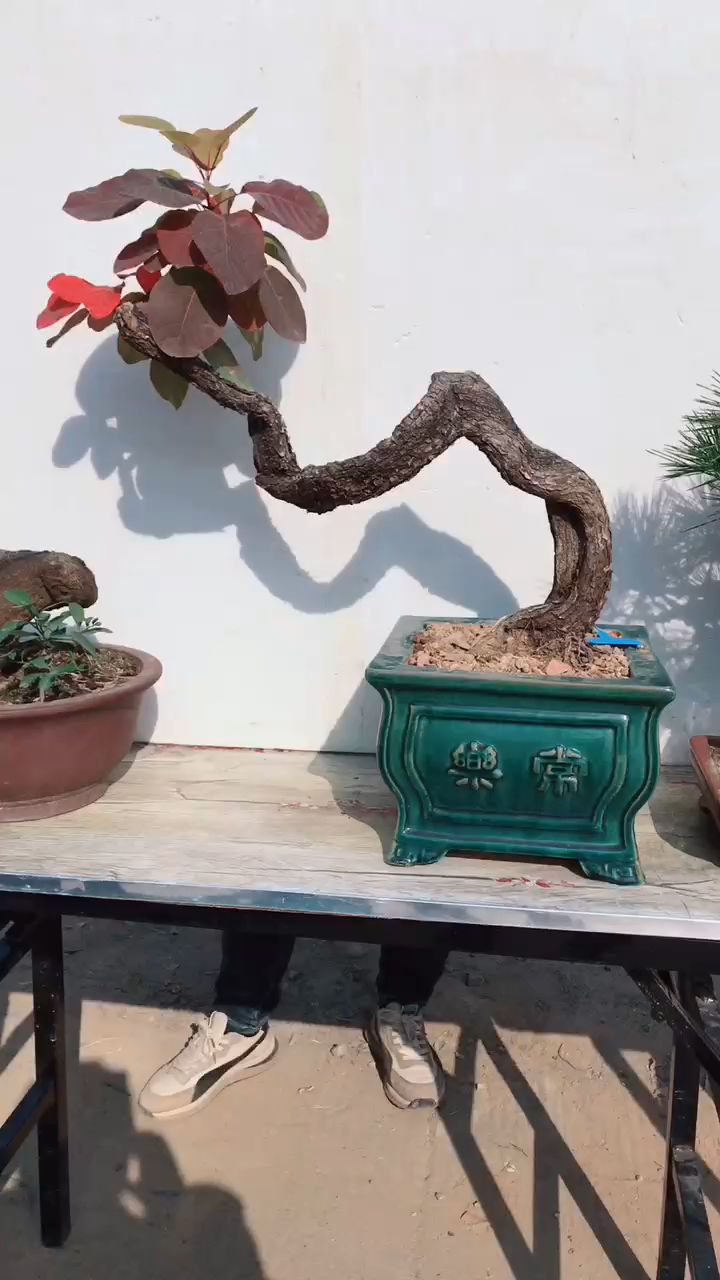 一棵山桩黄栌盆景