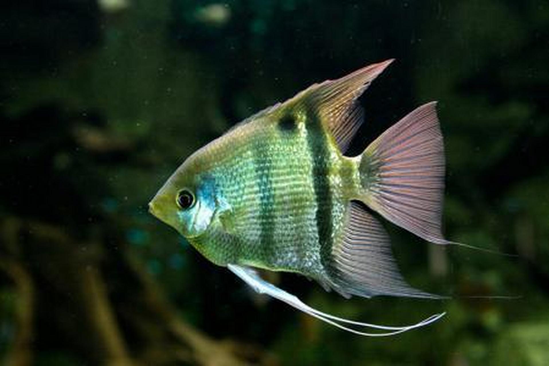 神仙鱼,(学名:pterophyllum scalare)又名燕鱼,天使鱼,小神仙鱼,小鳍