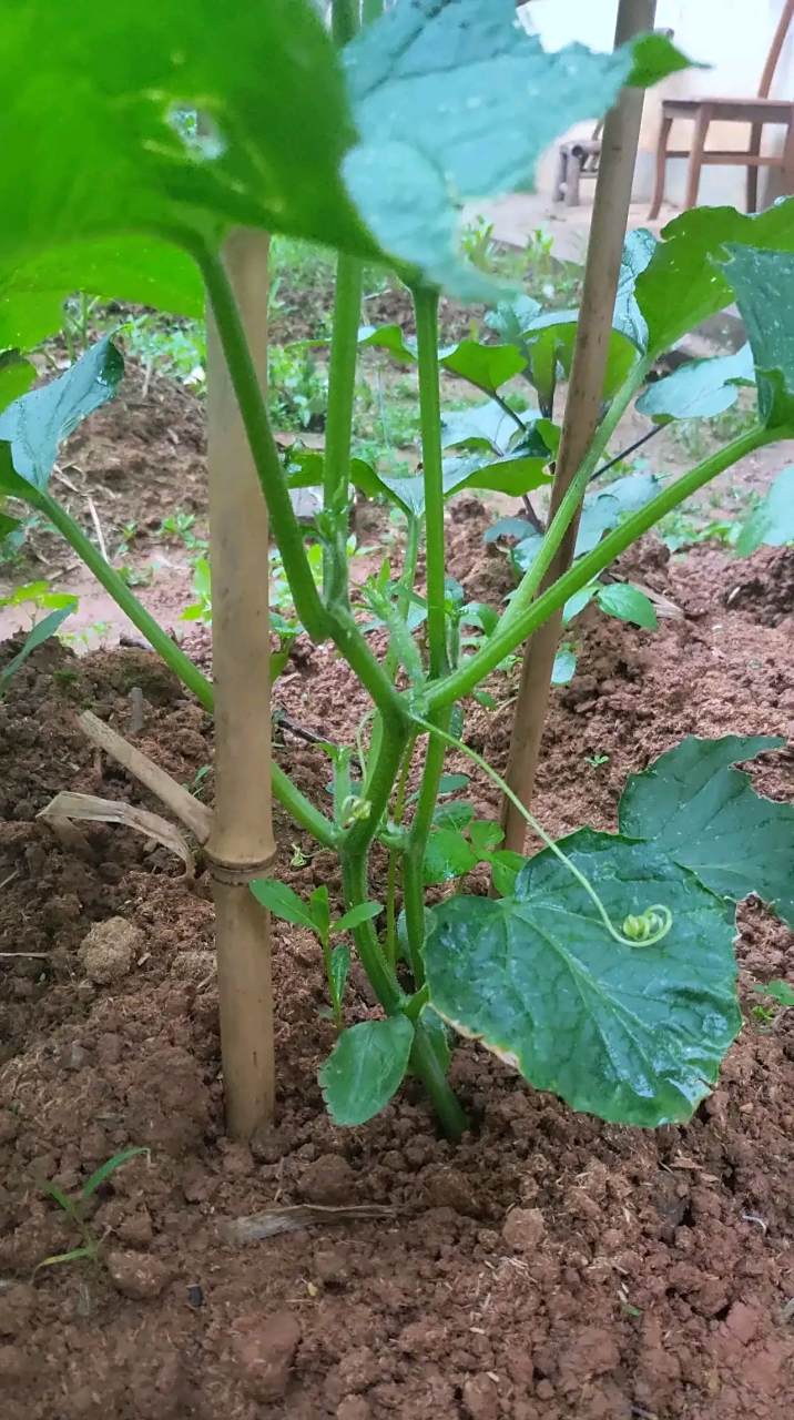 叶子绿色,有藤蔓,茎上有卷须,需用竹竿搭架,绝对是黄瓜.