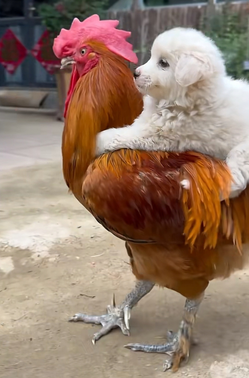 谁说鸡犬不宁的,这不是把挺和谐的吗?都处成朋友了![嘻嘻]