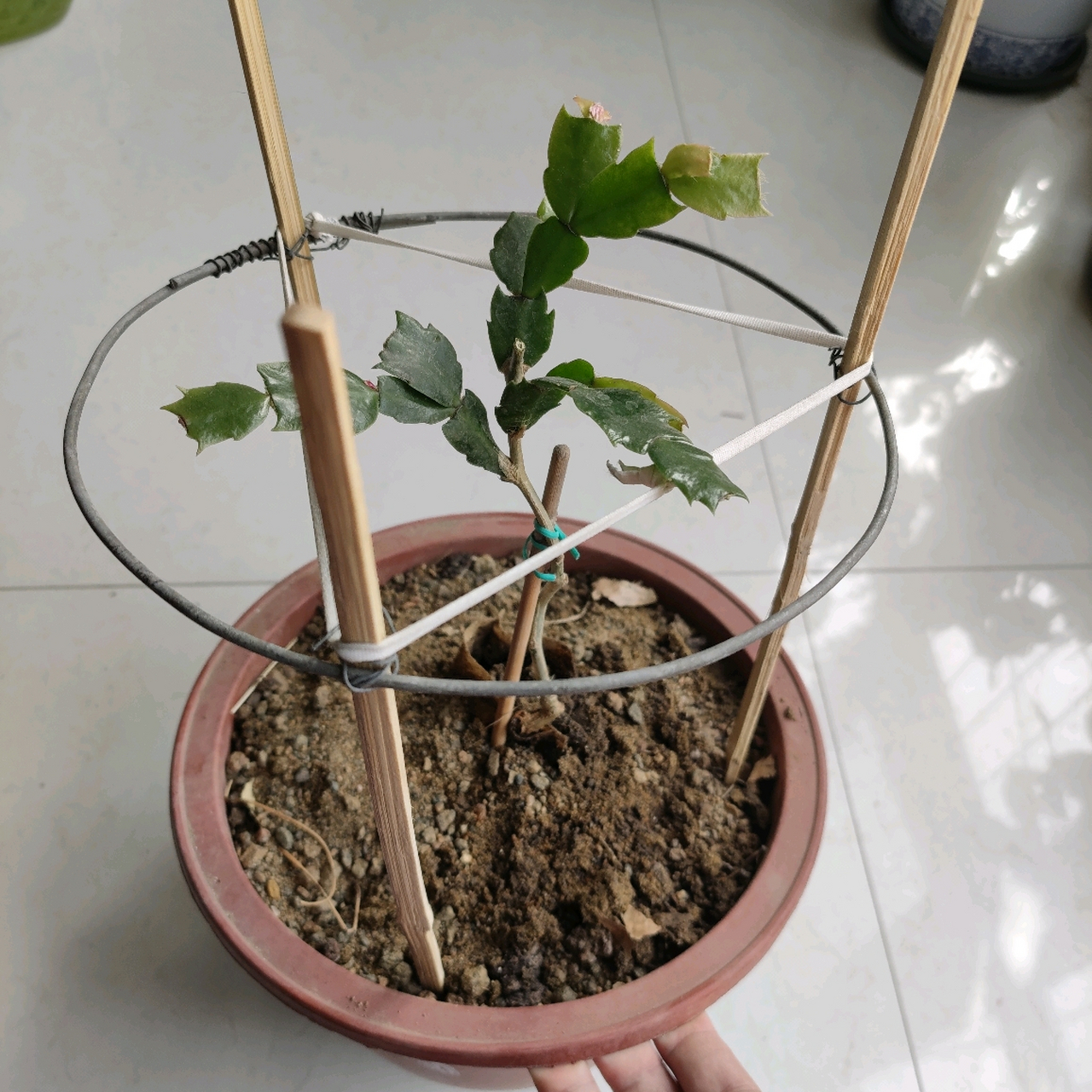 蟹爪兰花架简单搭建方法: 蟹爪兰一般成长一年即可开花,那时花的重量