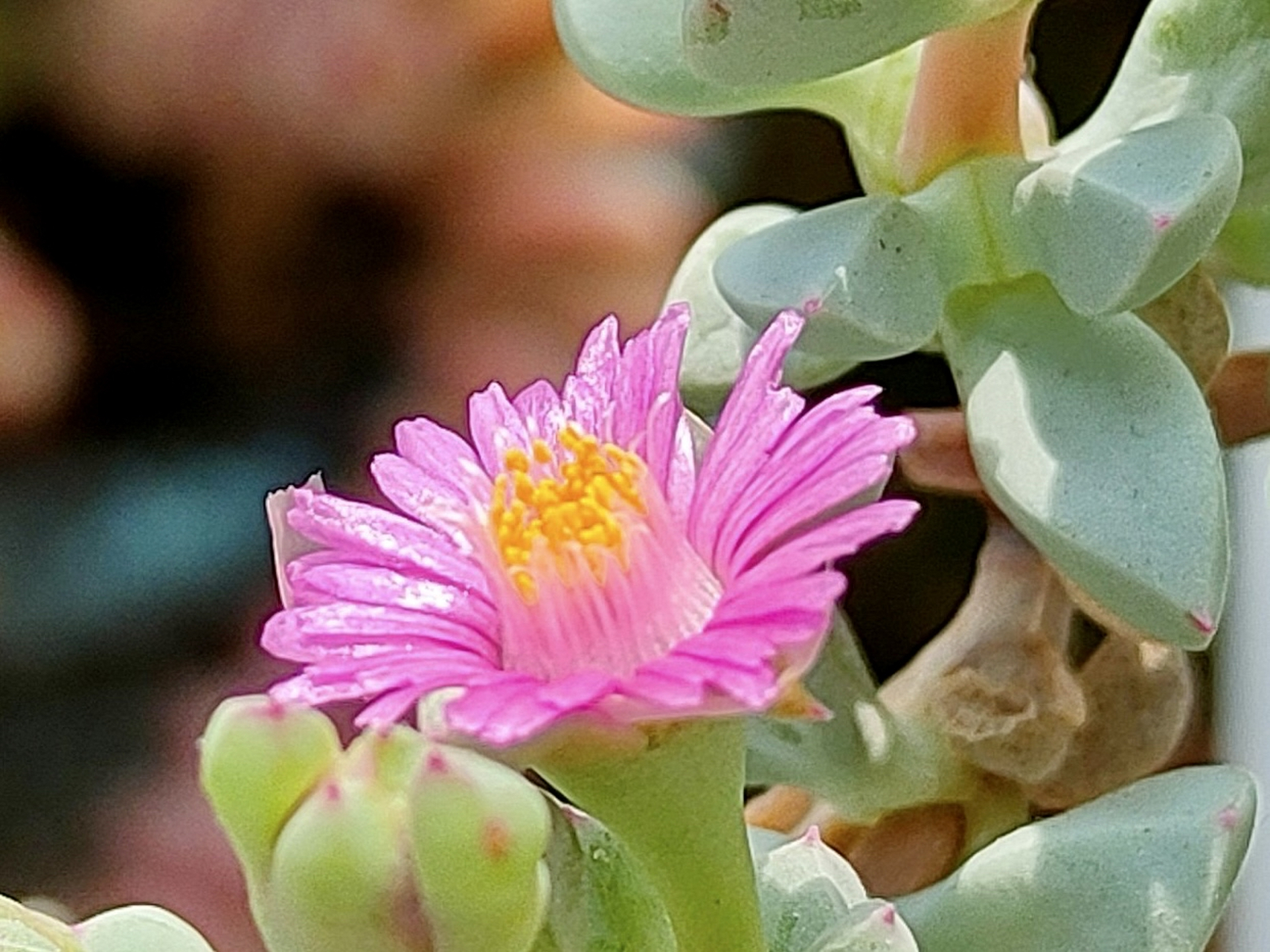 白凤菊,小花开起来真美. #花# #我要上热门# #多肉植物