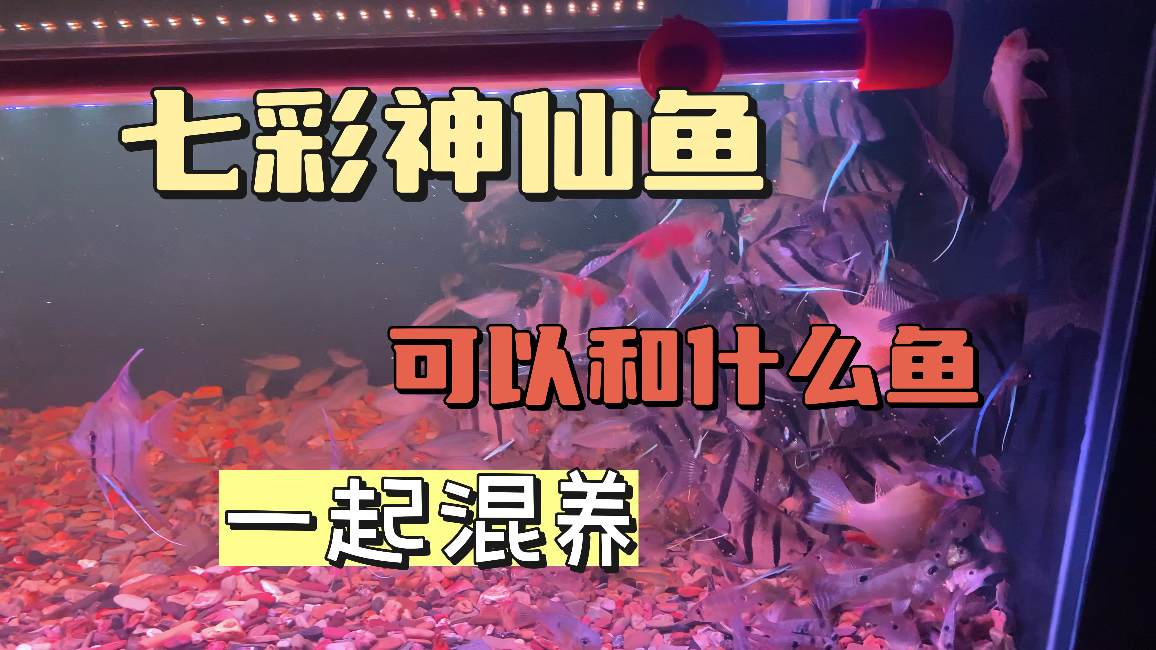 七彩神仙鱼可以和哪些观赏鱼一起混养？可以参考下我这个鱼缸混养