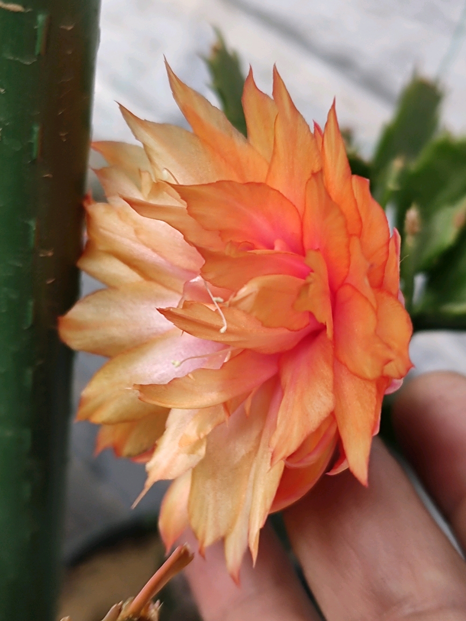 进口重瓣大花蟹爪兰an011,说好的大黄花,变异挂红色了,是不是更好看了