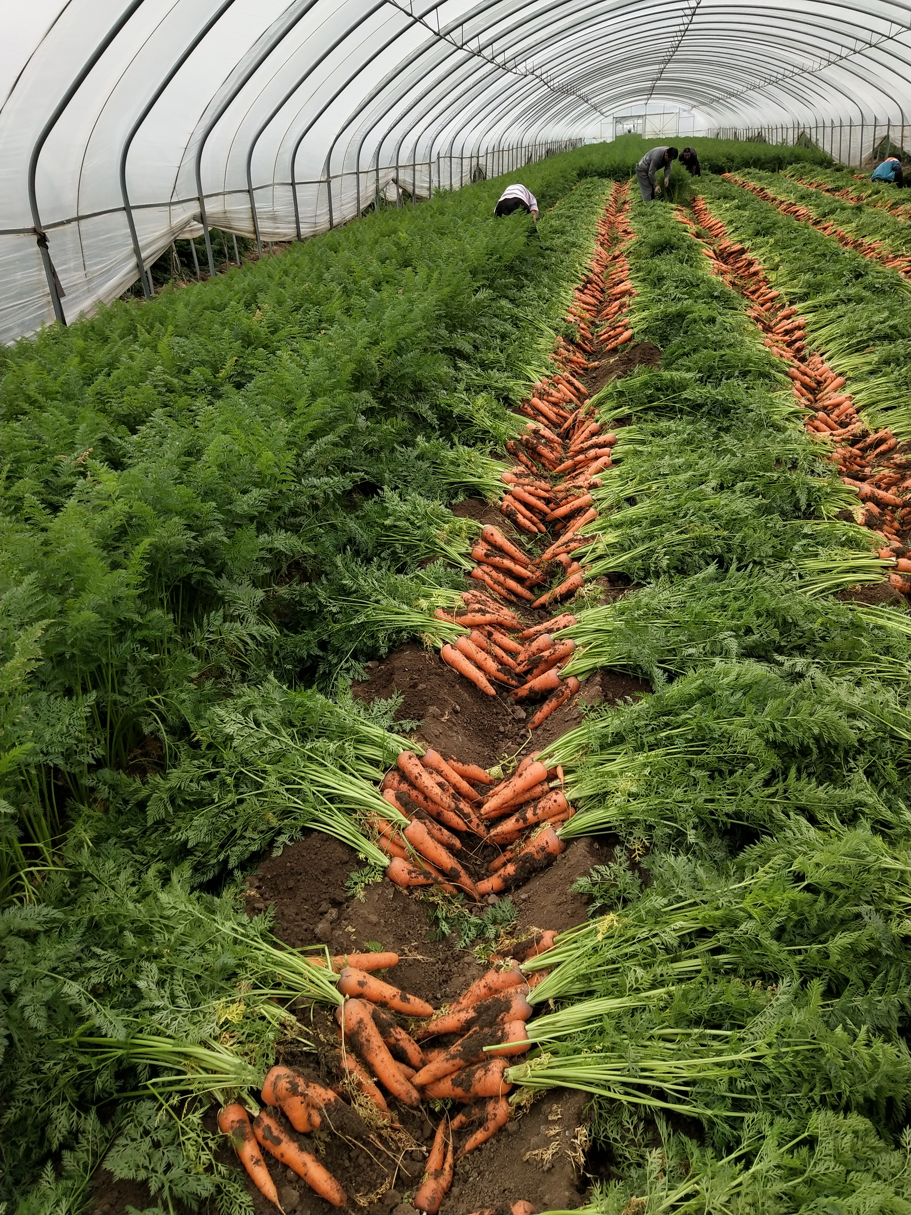 胡萝卜:绚丽色彩中的营养宝库