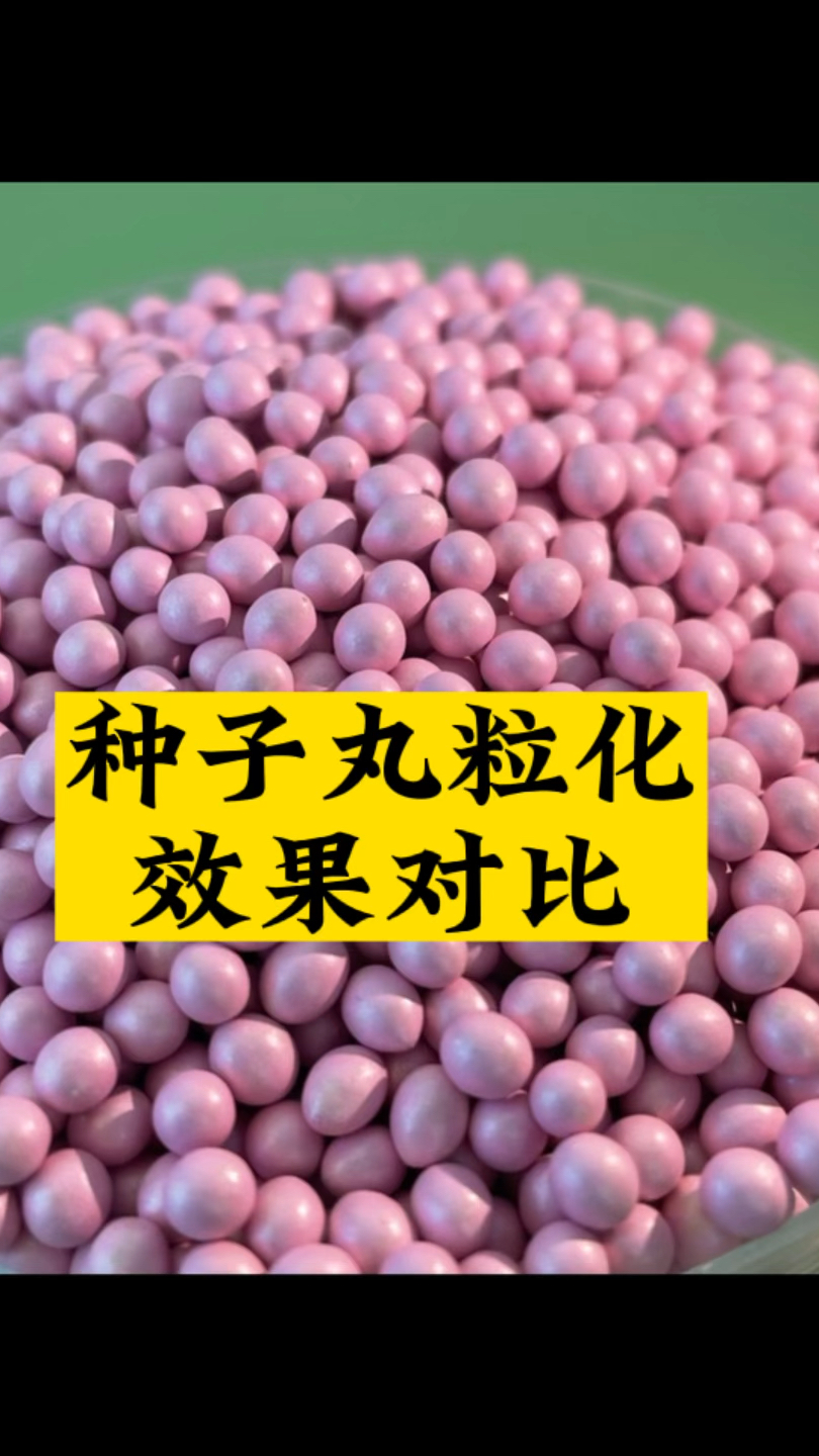 种子丸粒化效果对比#丸粒机#种子丸粒化
