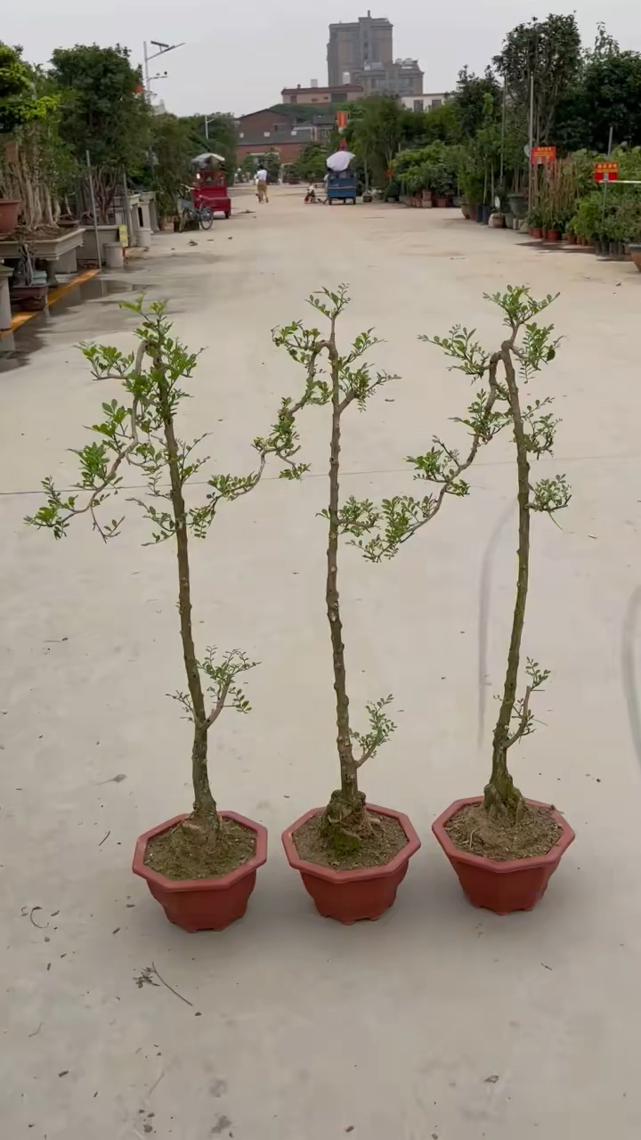 文人九里香盆景