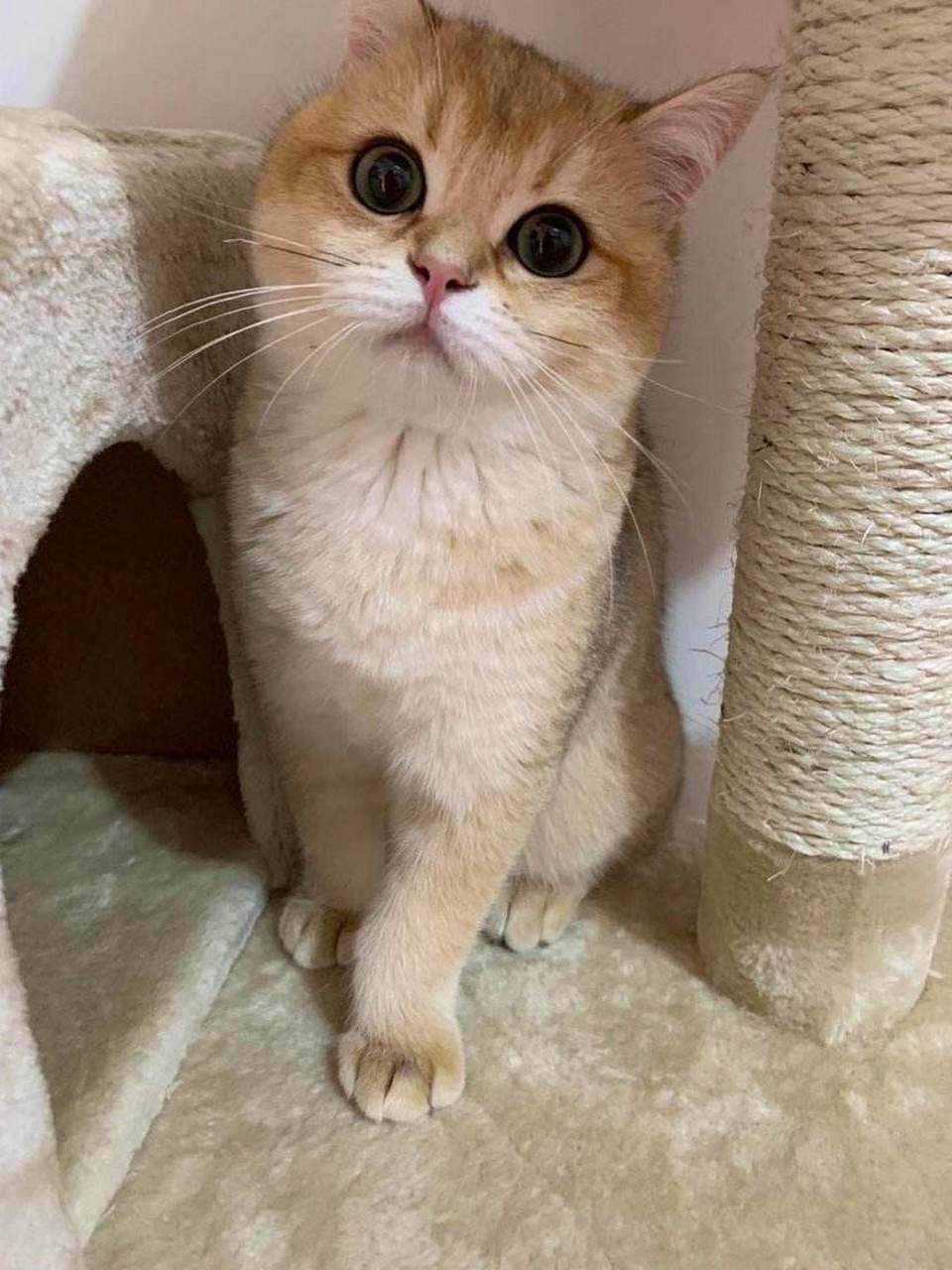 一男子用开水浇烫怀孕母猫,导致母猫受伤非常严重,毛发几乎全部脱落