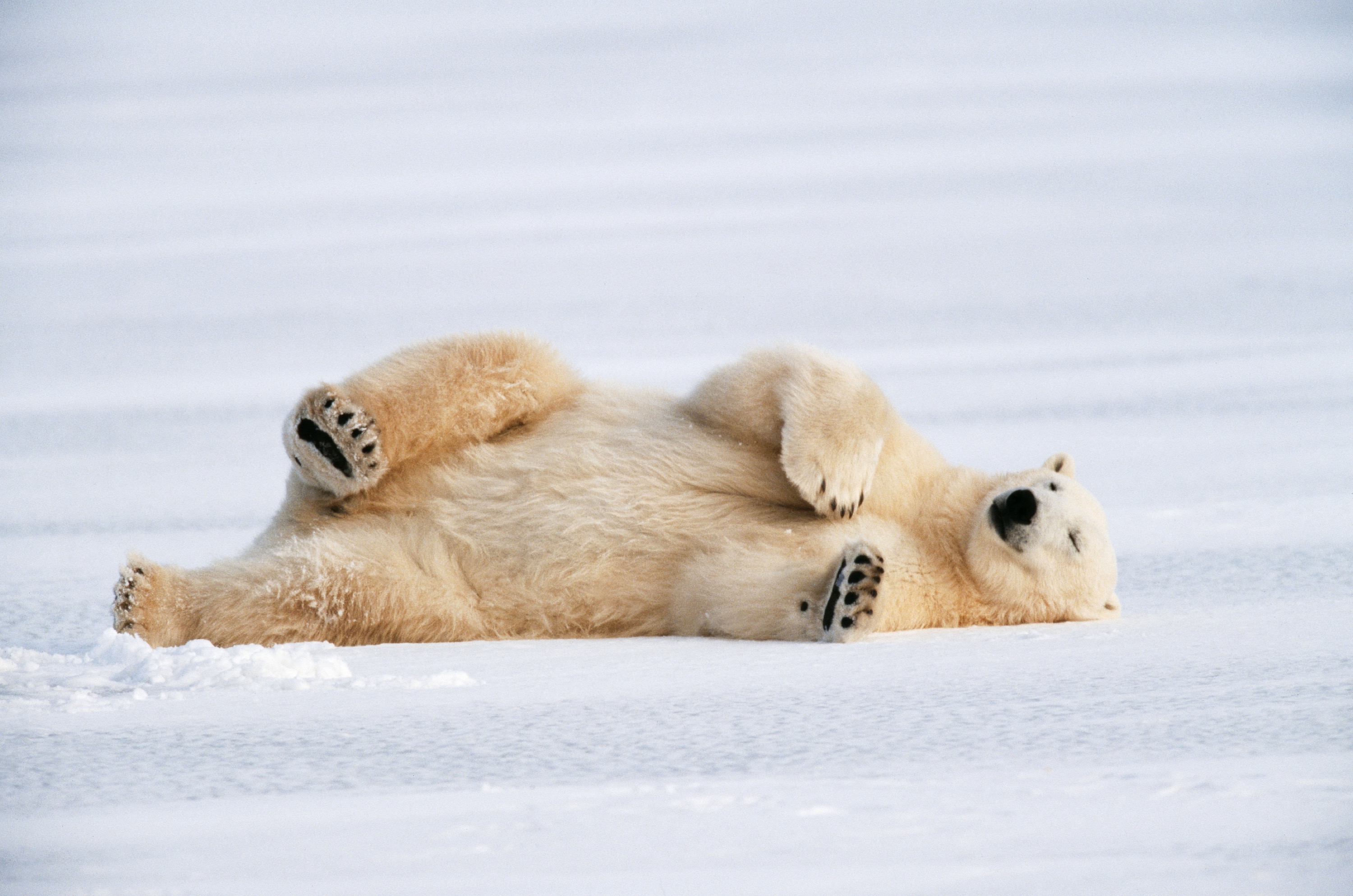 一只憨态可掬的北极熊