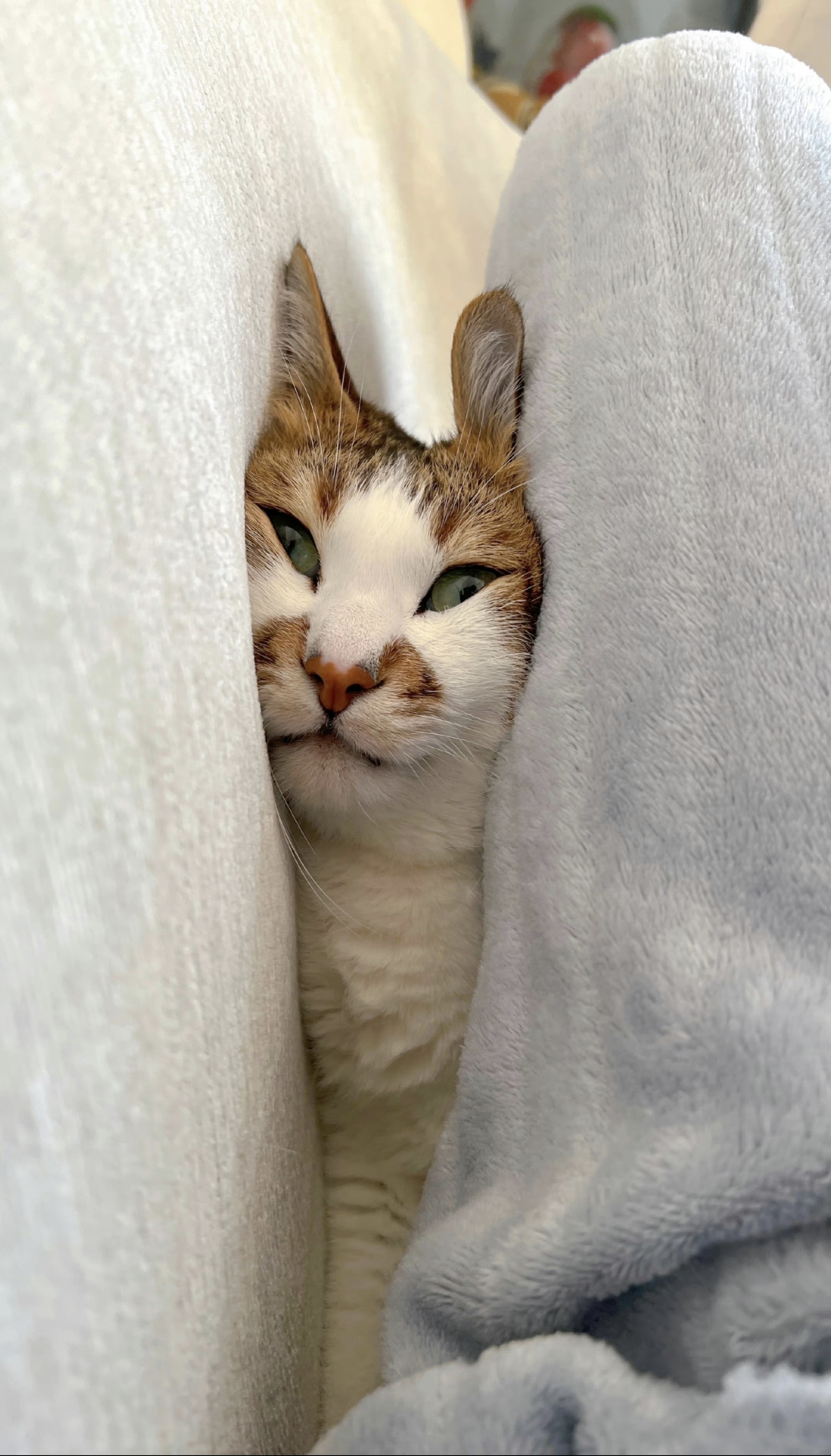 猫我脑袋被门夹了