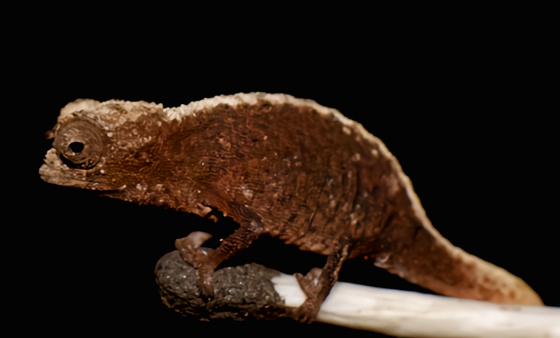 迷你变色龙别名迷你枯叶变色龙,是马达加斯加特有物种,它比前面提到的