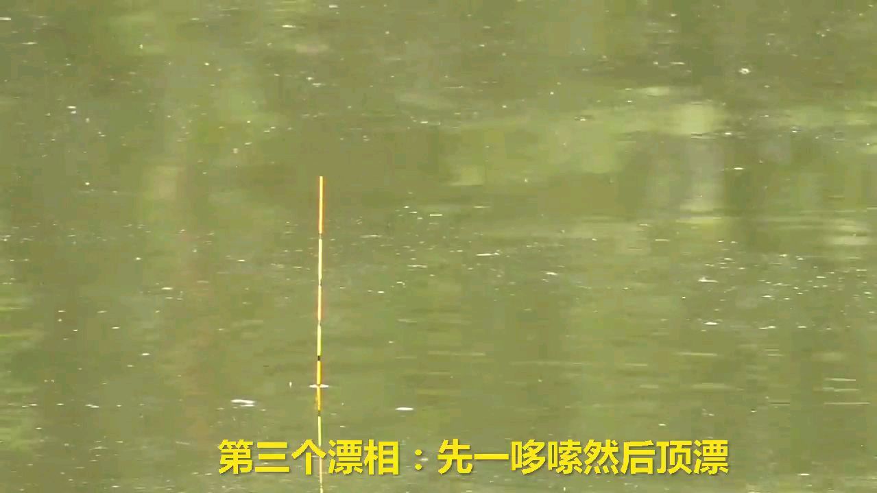 黑坑钓鲤鱼,碰到这三种诡异的漂相该咋应对,答对的是高手