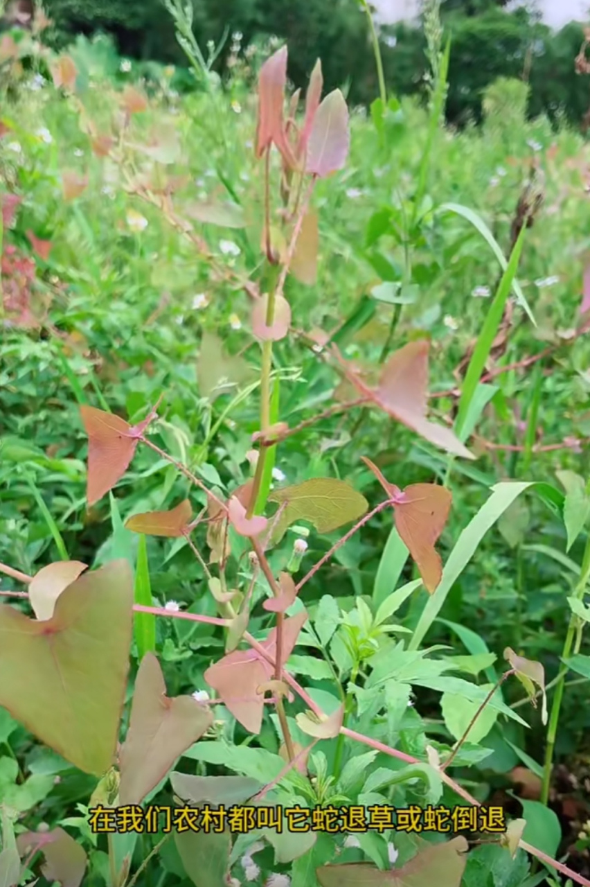 蛇倒退草有什么用处吗?