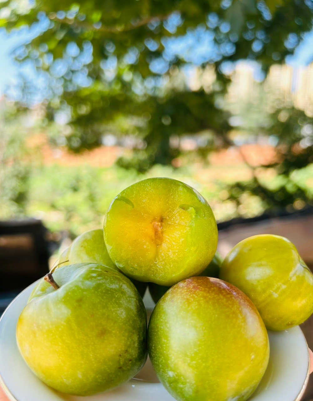 来自云南大理的青蜜李,这种水果看起来很可爱,椭圆形的果实外皮呈现出