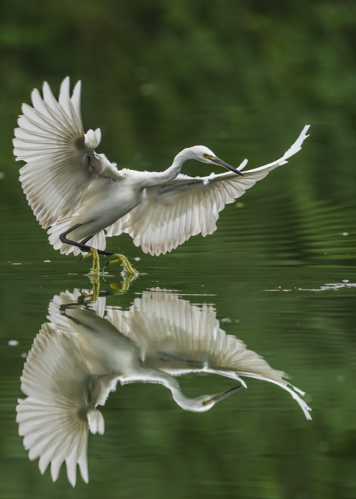 南湖公园鹭鸶掠影