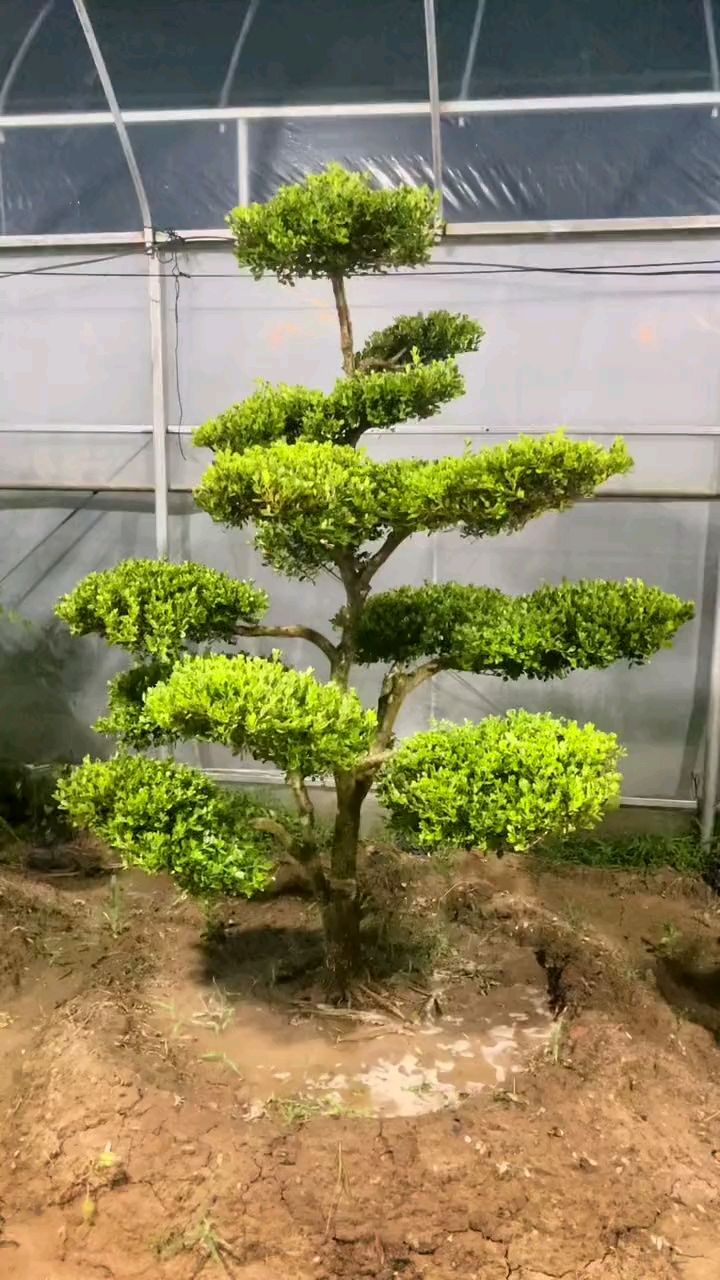 瓜子黄杨造型树四季不落叶耐寒耐旱南北方均可栽植