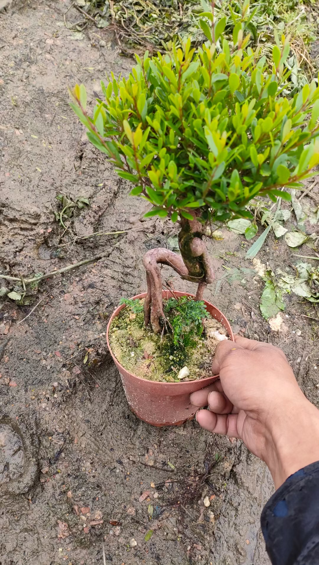 怪根老桩小叶赤楠,有货