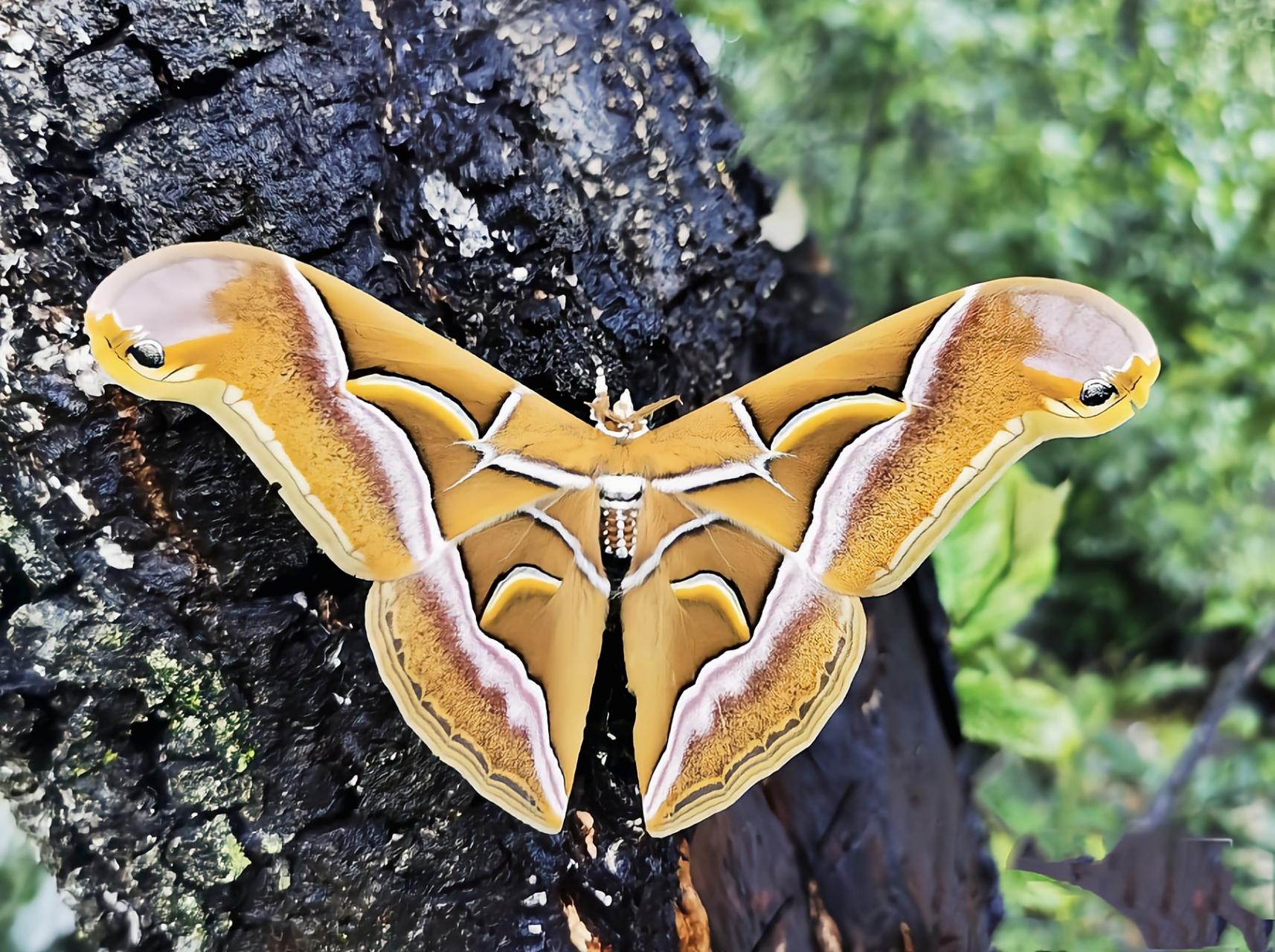 每天认识一种昆虫——眉纹天蚕蛾 眉纹天蚕蛾是天蚕蛾科樗蚕蛾属昆虫.