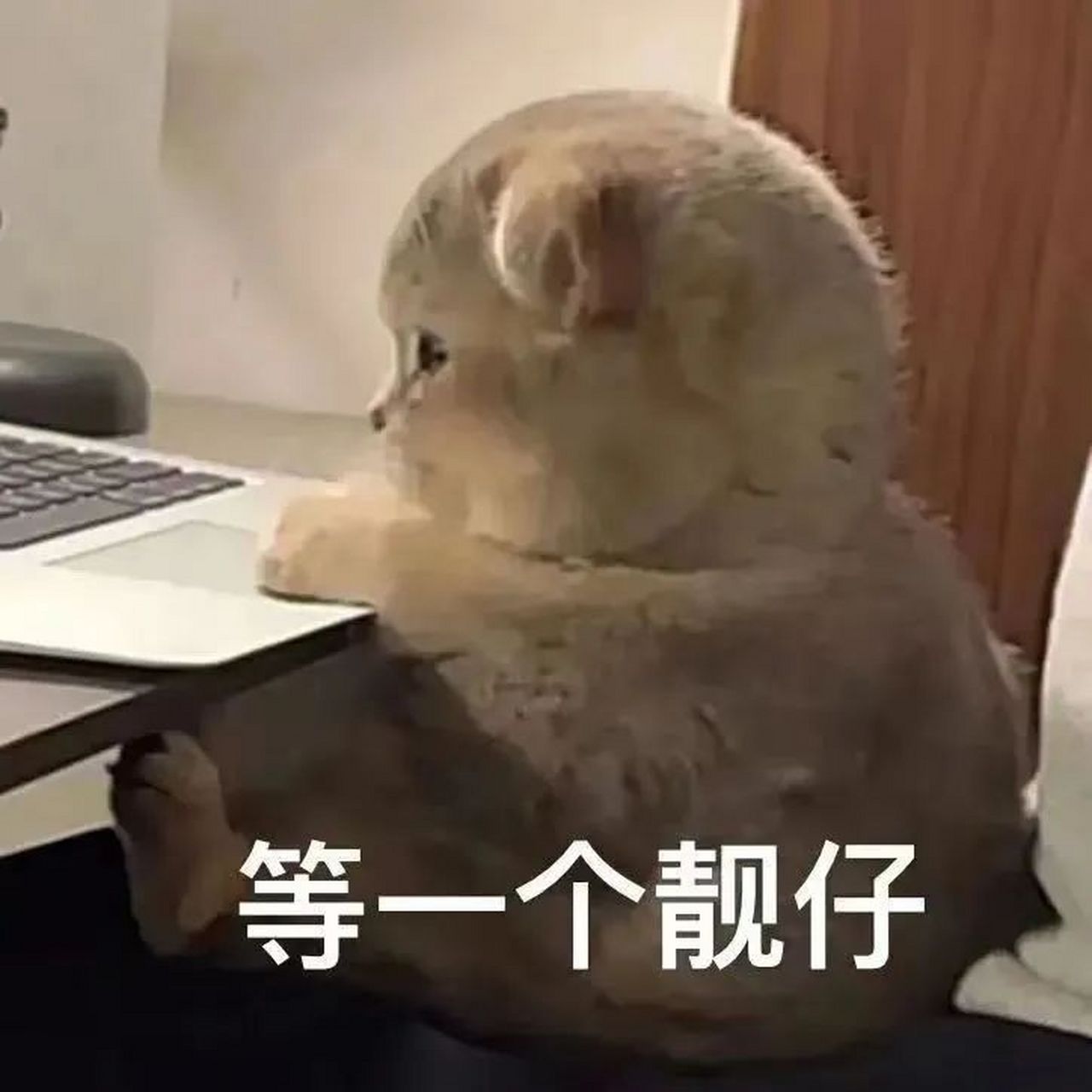 表情包# #逗你玩呢# 等一个靓仔