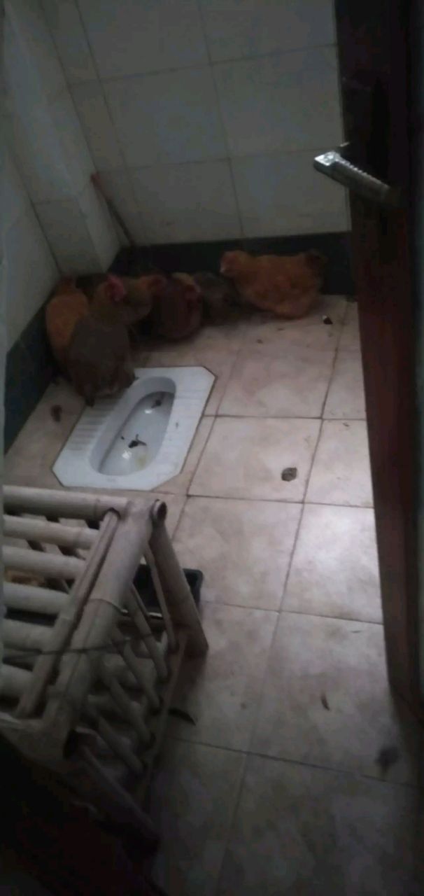 今天我跟同事说  帮你养鸡可以,但是每个月要给30块钱水电费,煤气费给