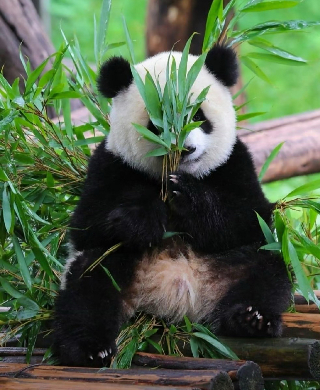 动物# #大熊猫# #大熊猫渝可渝爱