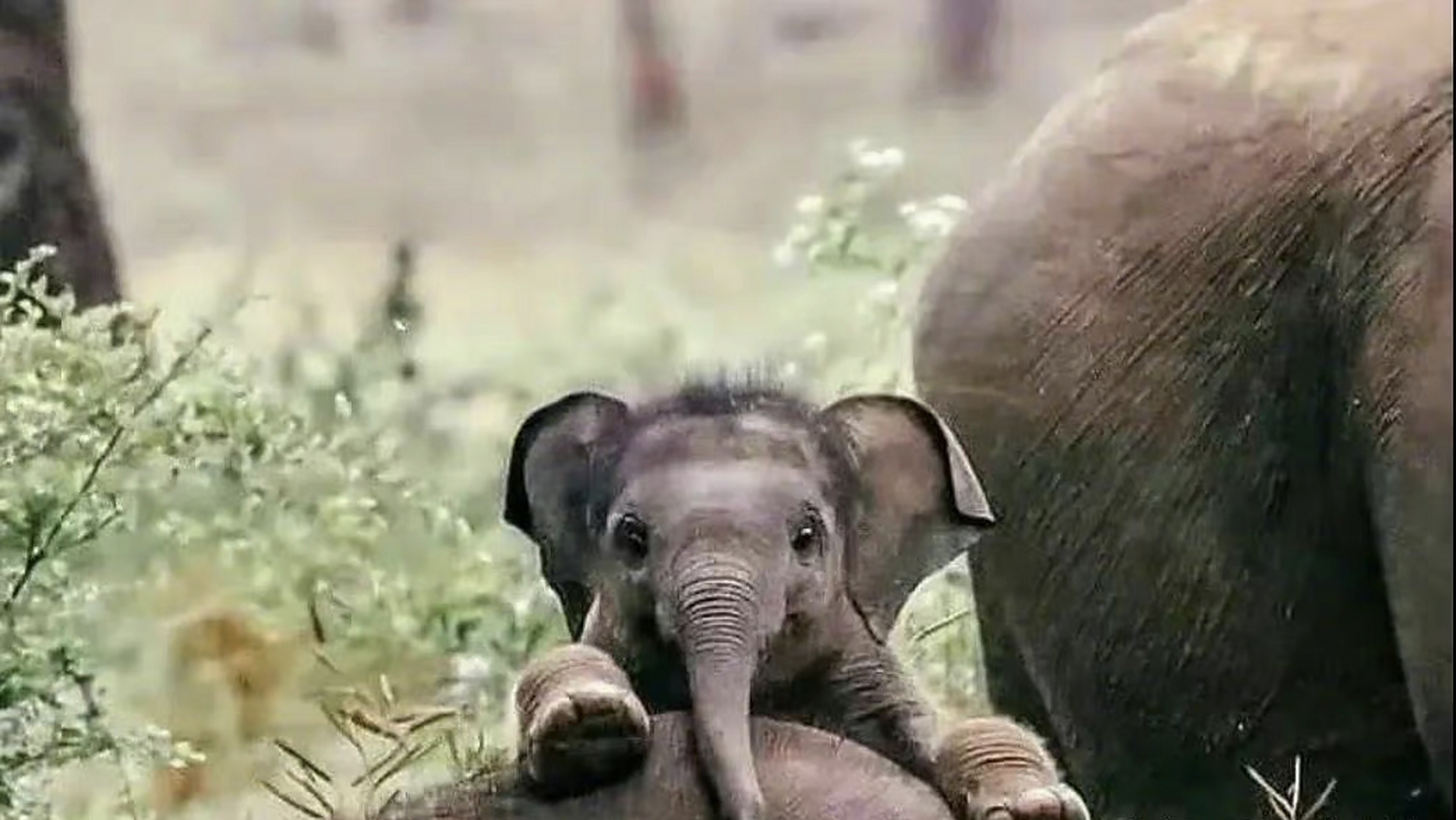 小象的鼻子真可爱,眼神真清澈!