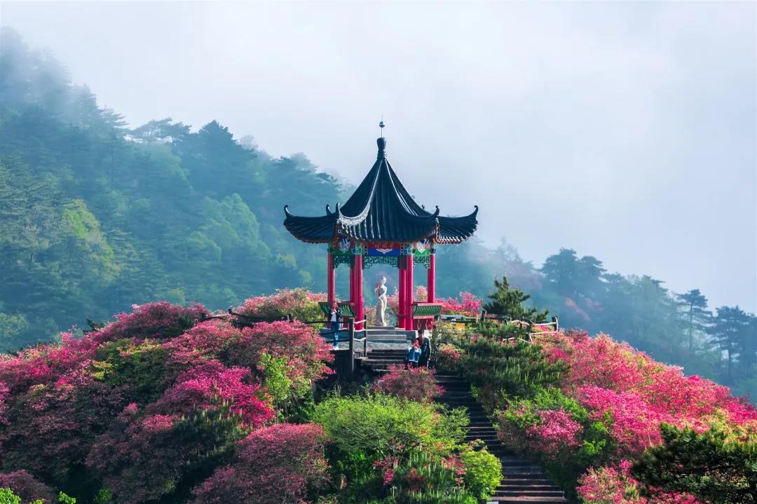 麻城市杜鹃花花期最新预报