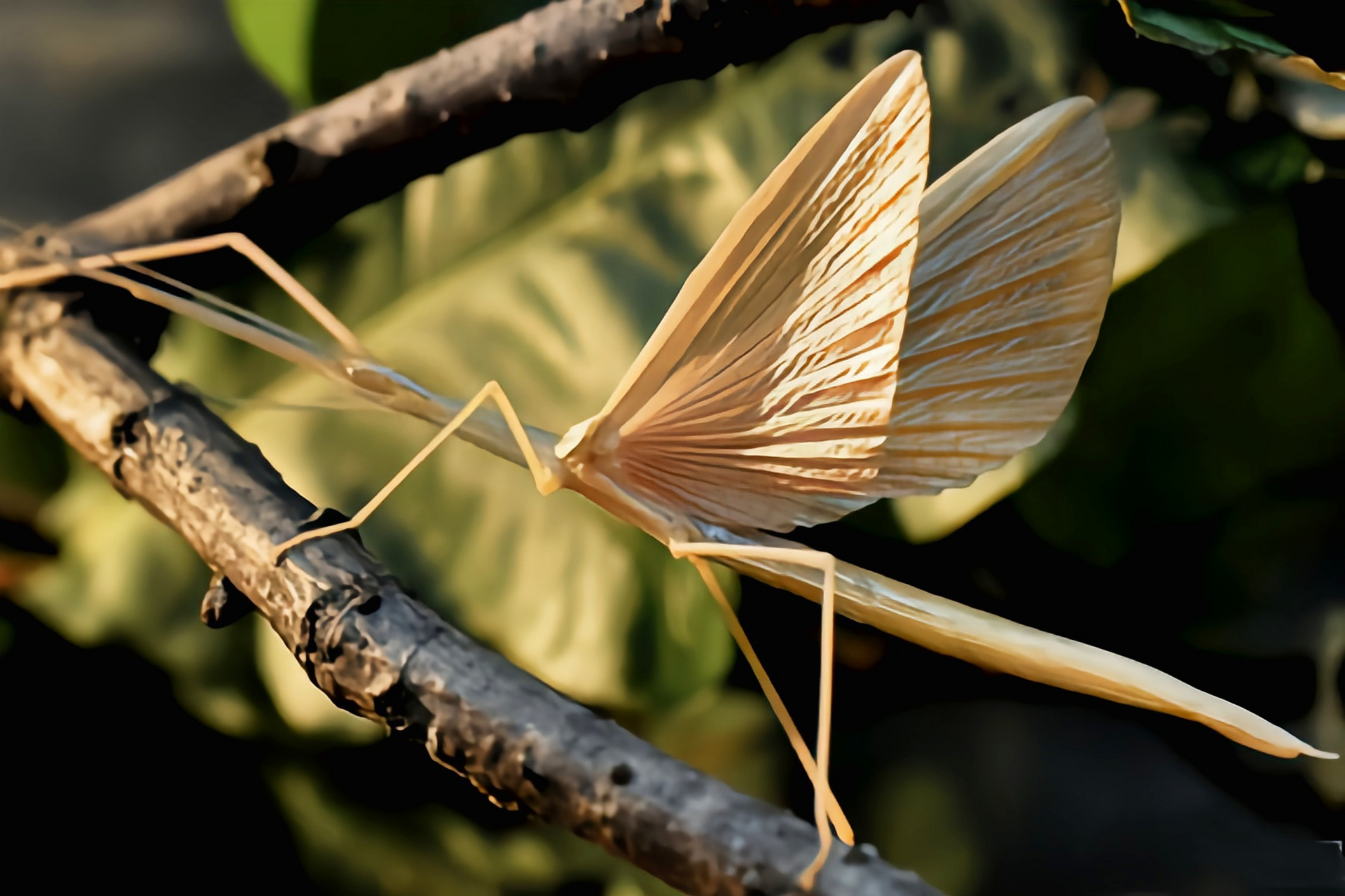认识一种昆虫——棉杆竹节虫 棉杆竹节虫原产于我国浙江,河南,广东