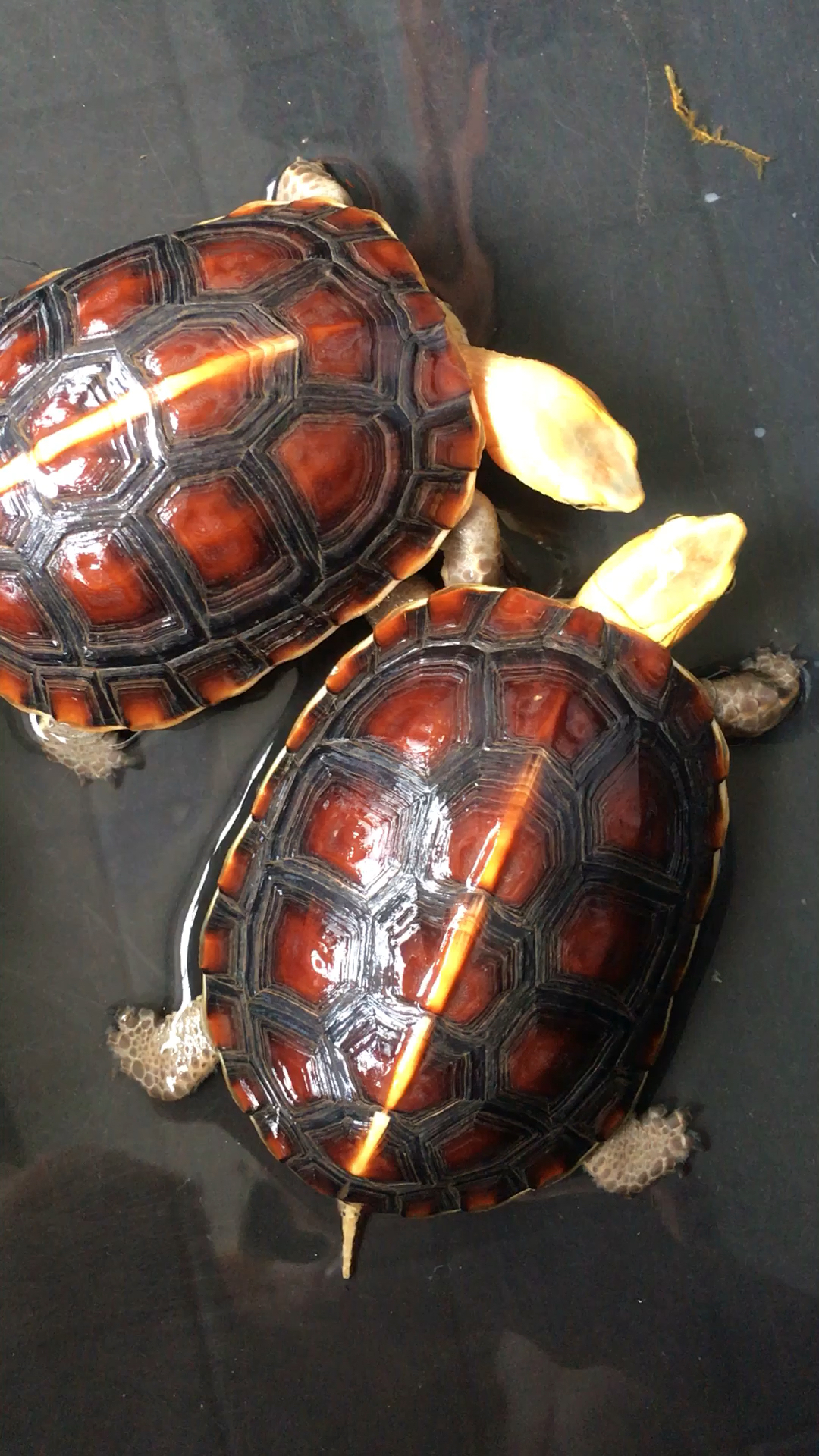 变异血红安缘亚成