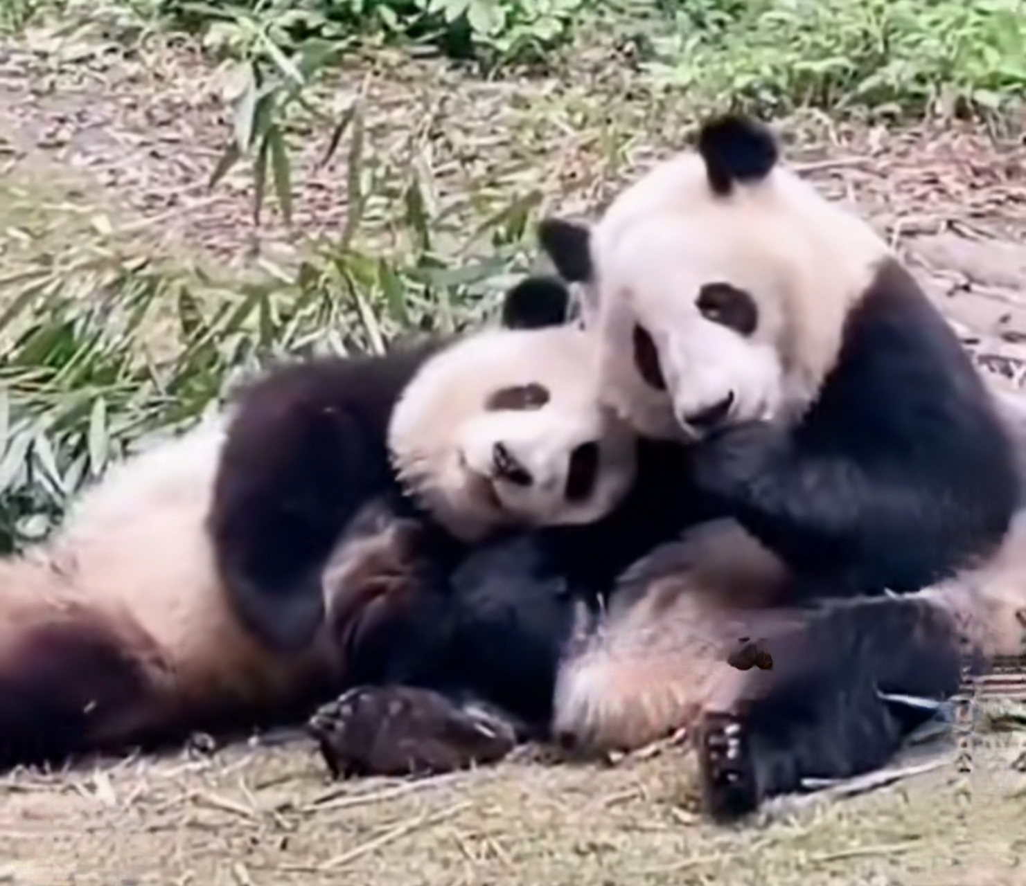 花花和叶子姐弟情深,有弟弟陪伴的花花心安,希望弟弟叶子能一直陪伴