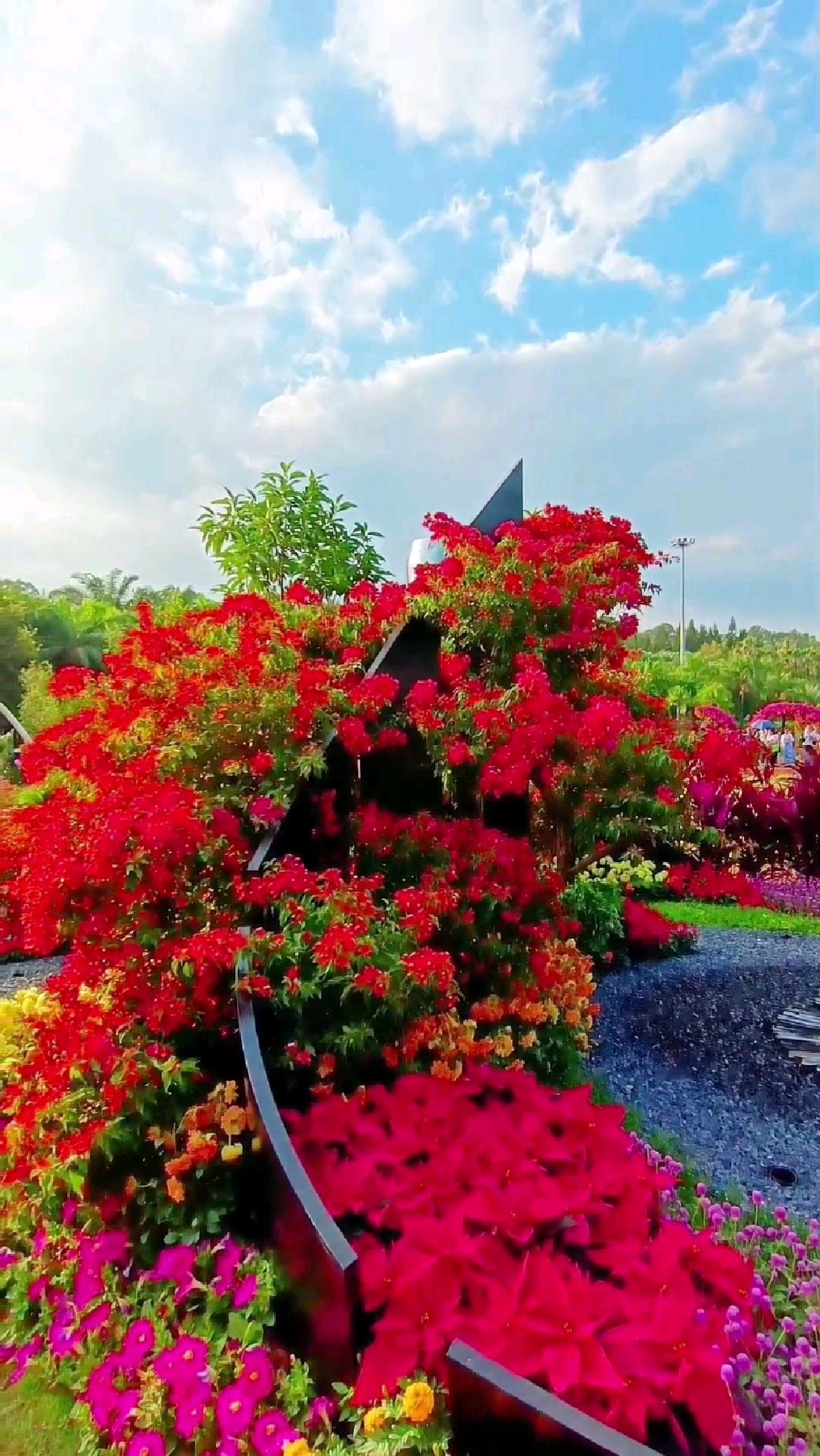 深圳莲花山公园簕杜鹃花展随拍,今年的簕杜鹃花展现了最美丽的容颜