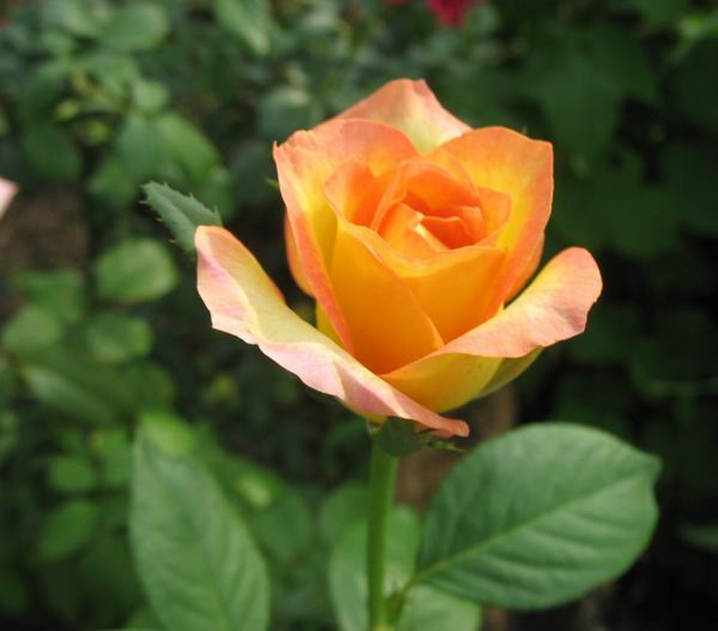 月季花—金奖章.