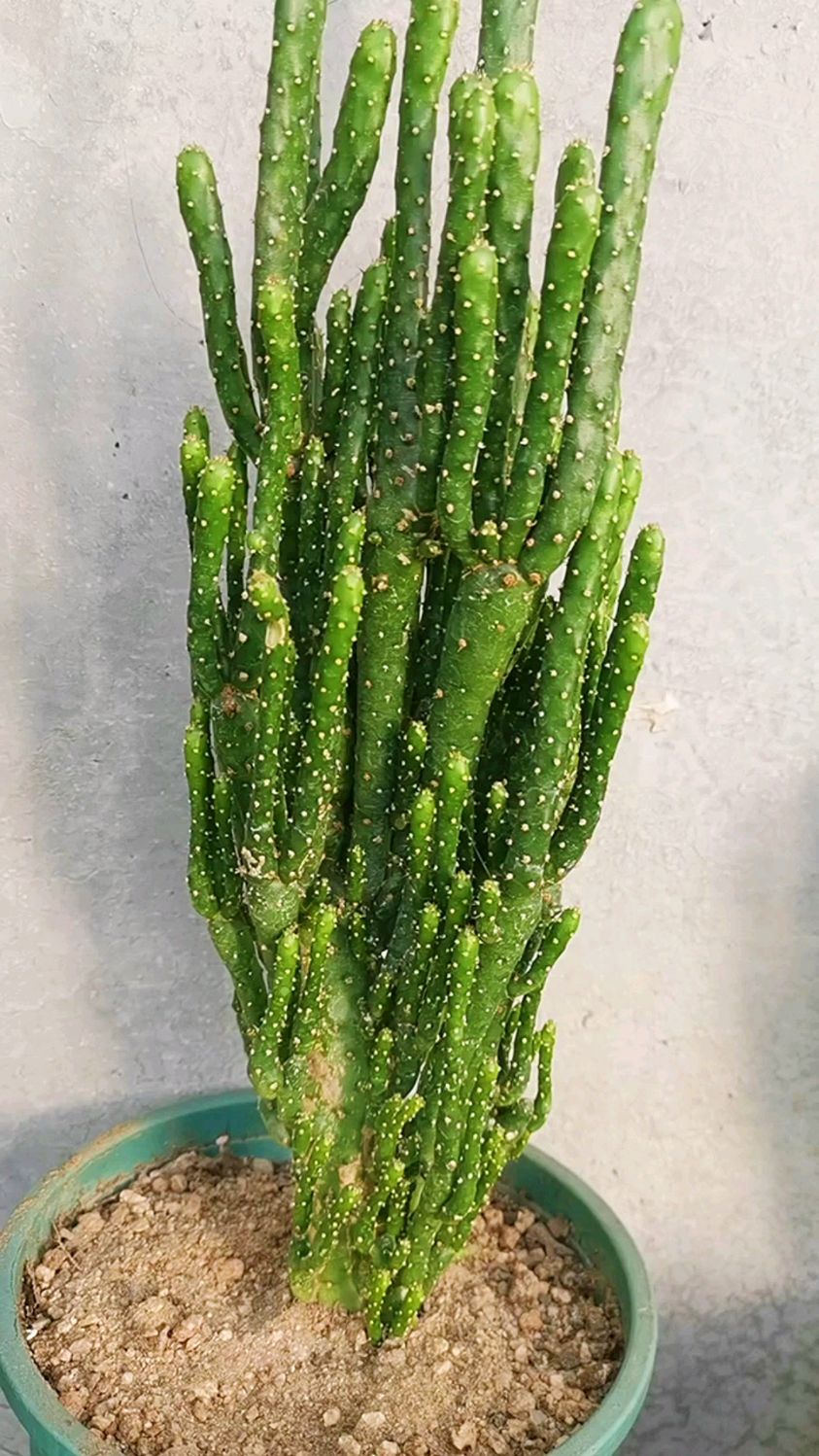 招财手植物怎么养