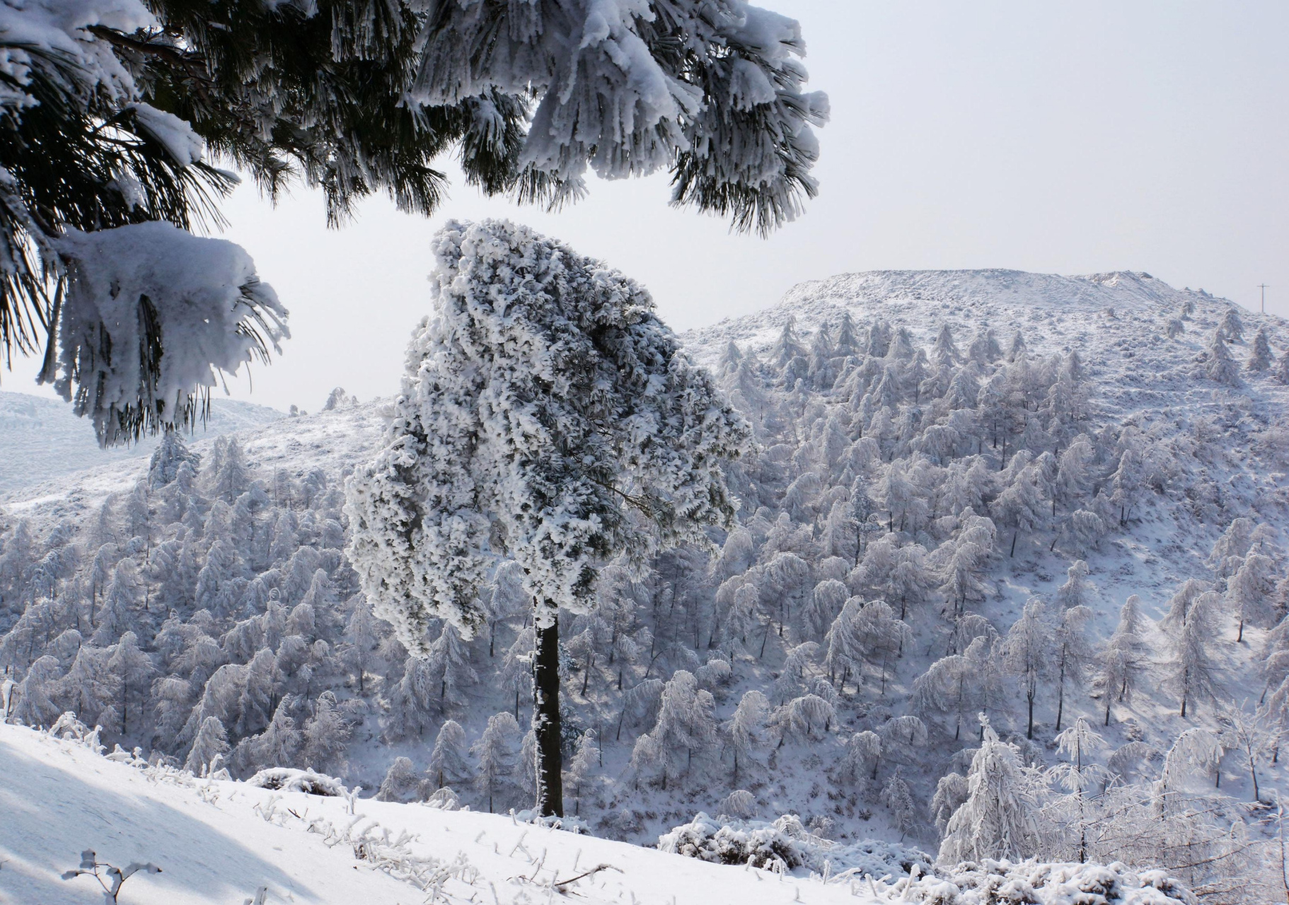 苍茫大地白雪皑皑图片