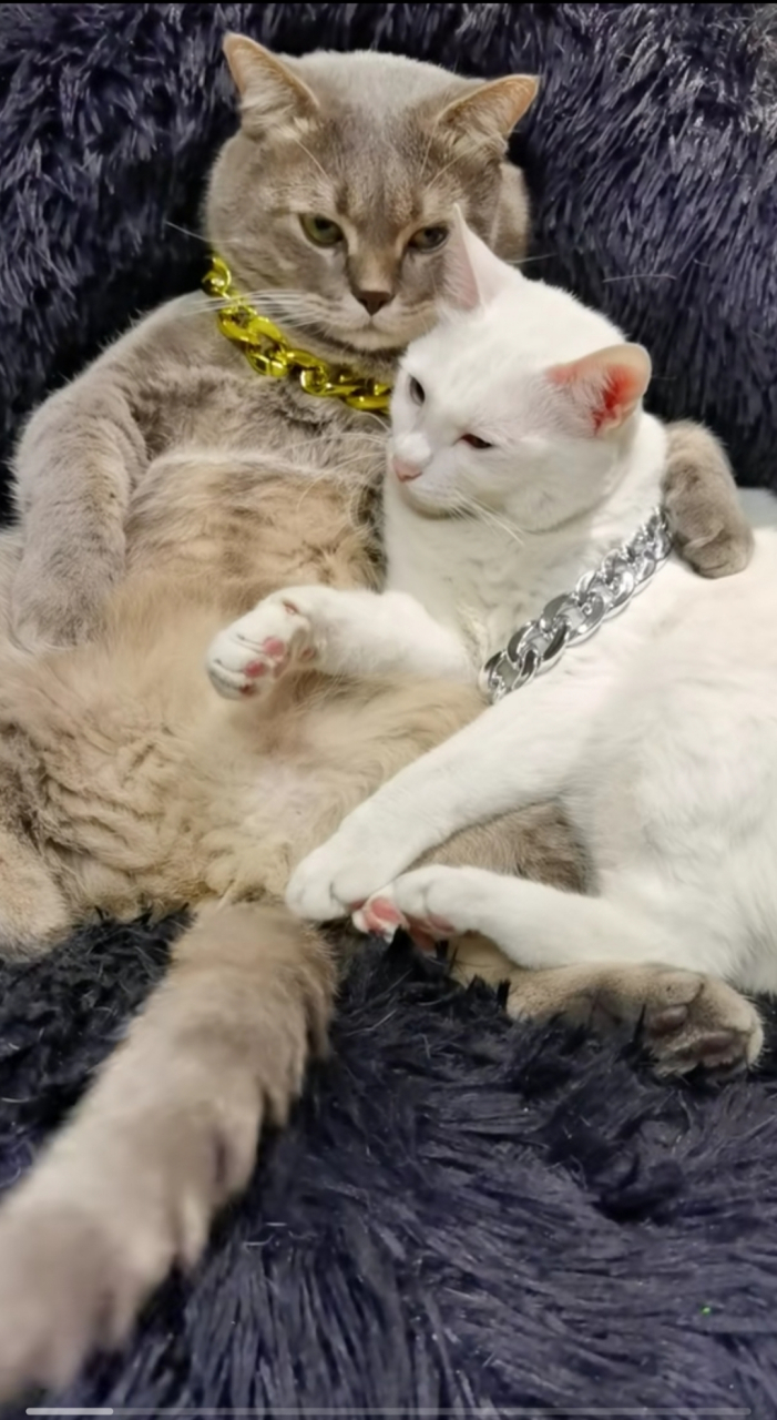 这两只猫咪好恩爱啊!像极了恋爱中的你