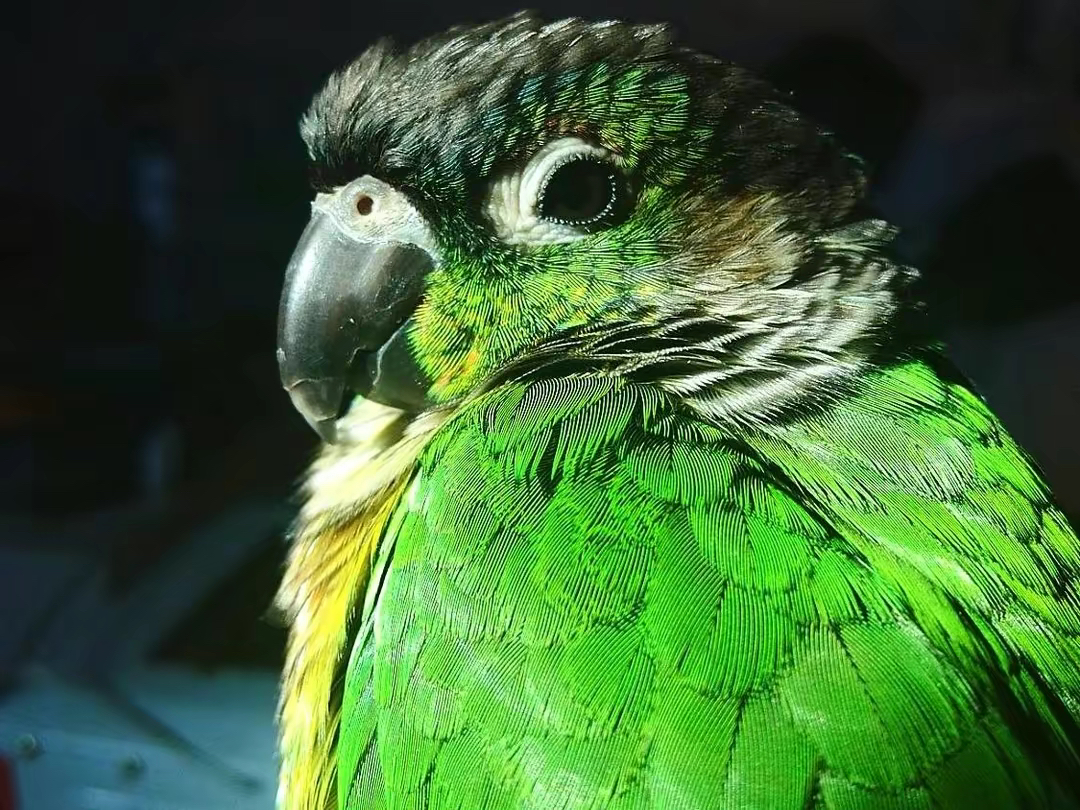 小太阳鹦鹉的饲养方法与幼鸟手养技巧,涵品种介绍,繁殖温度