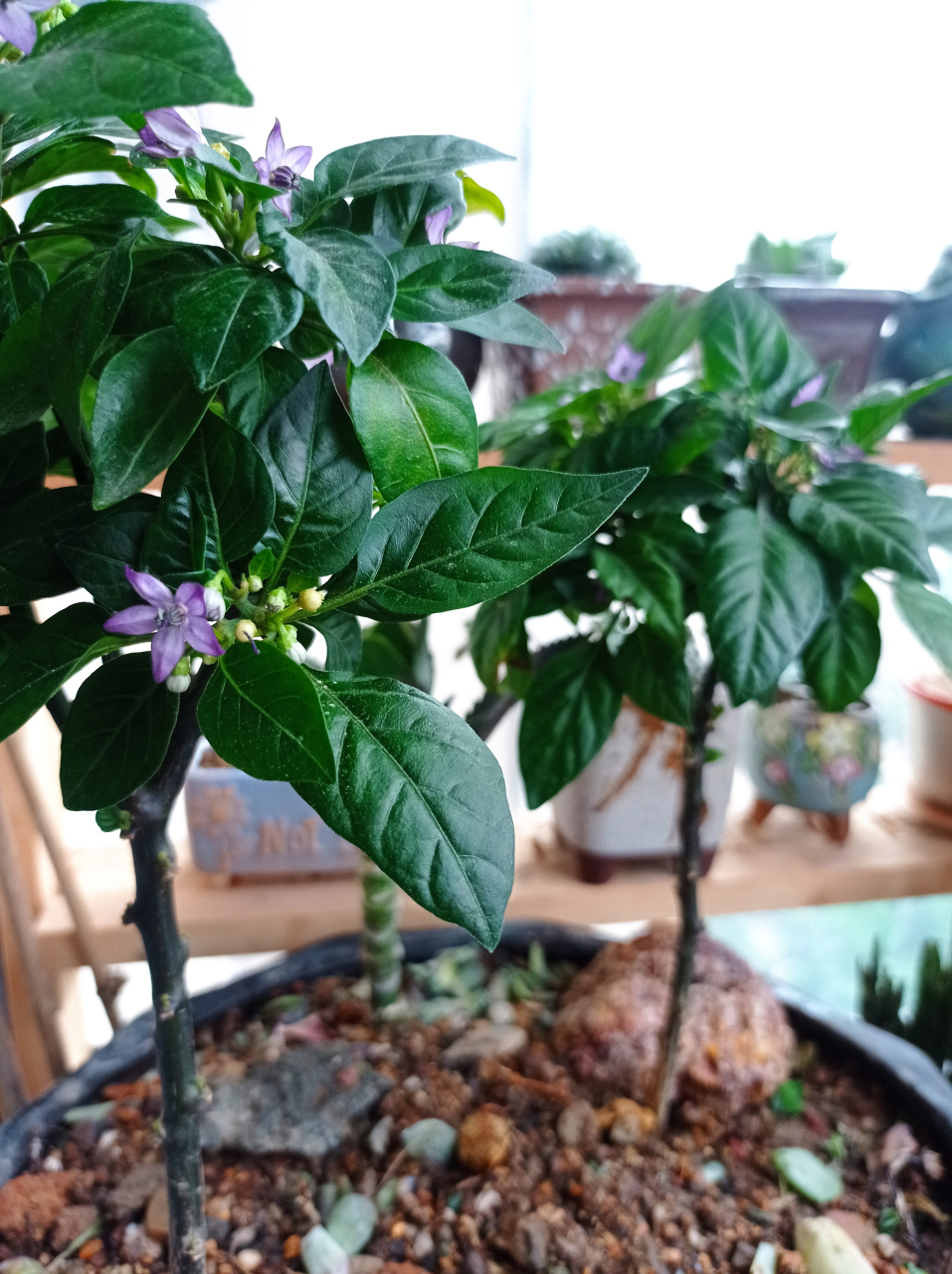 生长了两年的五彩辣椒树,又开花结果啦!