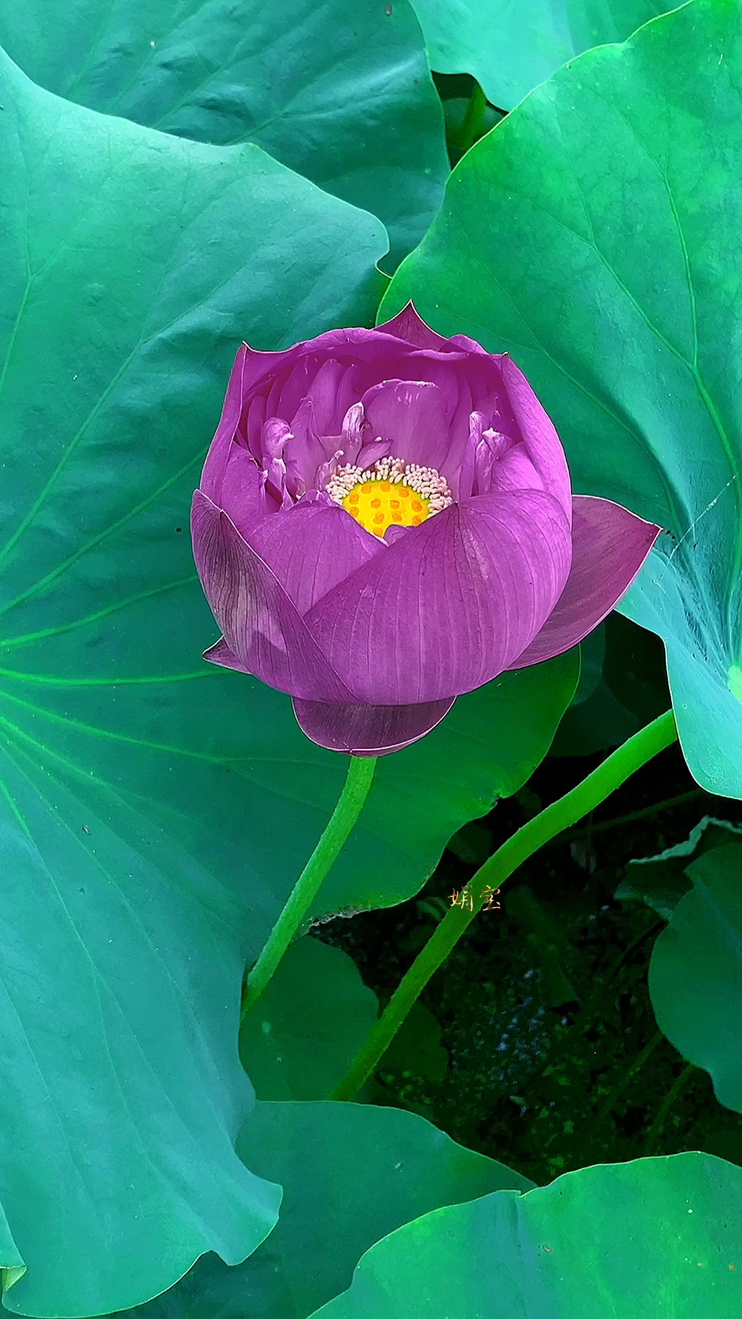 送你一朵紫荷,寓意好运连连,紫气东来-度小视