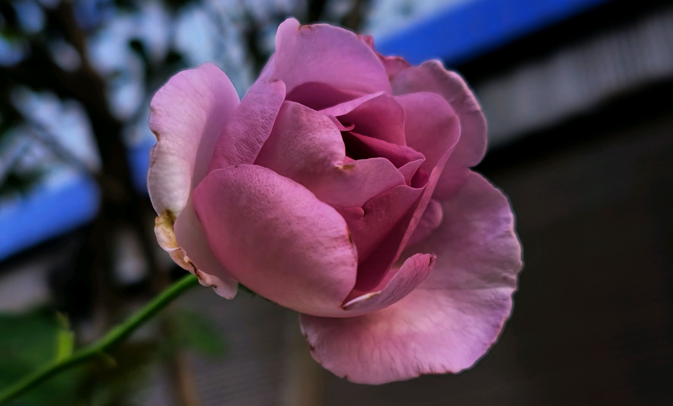 原创「唯美,伤感句子精选」