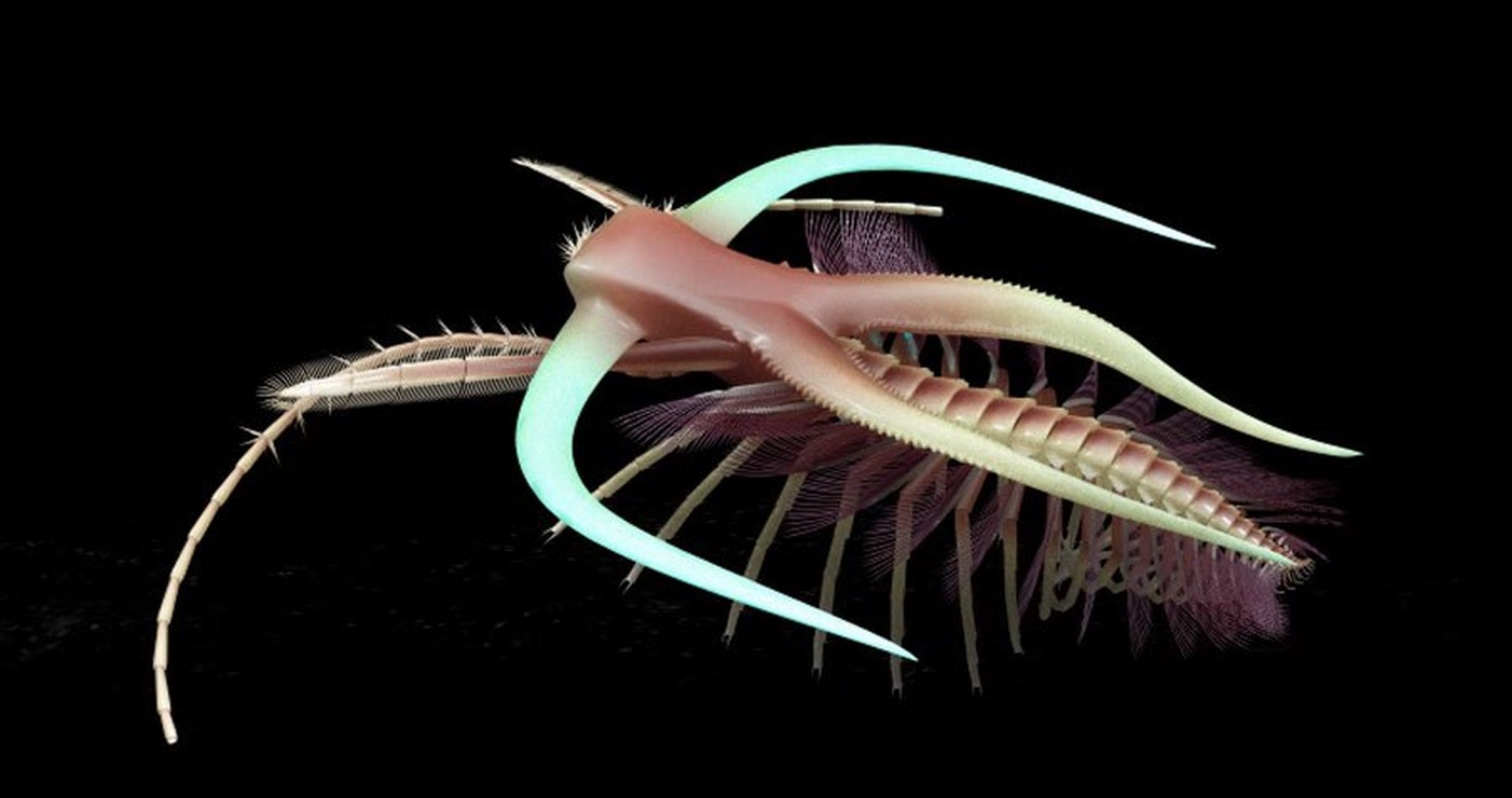 远古生物探秘——华丽马尔三叶形虫 华丽马尔三叶形虫是已灭绝的