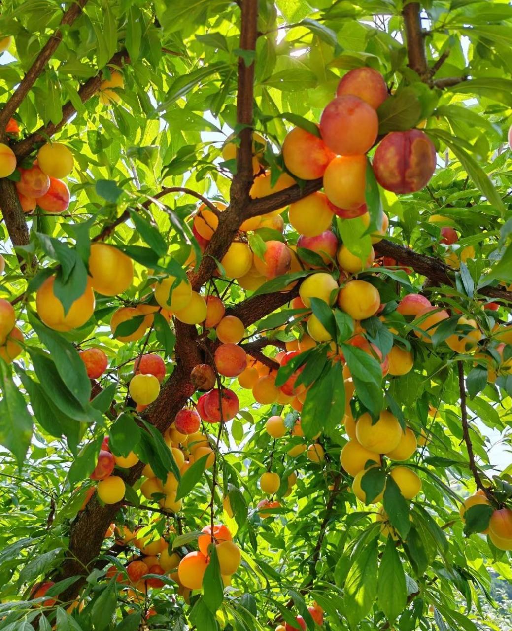 在河堤上见到这么鲜艳的水果,累累的硕果结满了枝头,路过的人大多看一