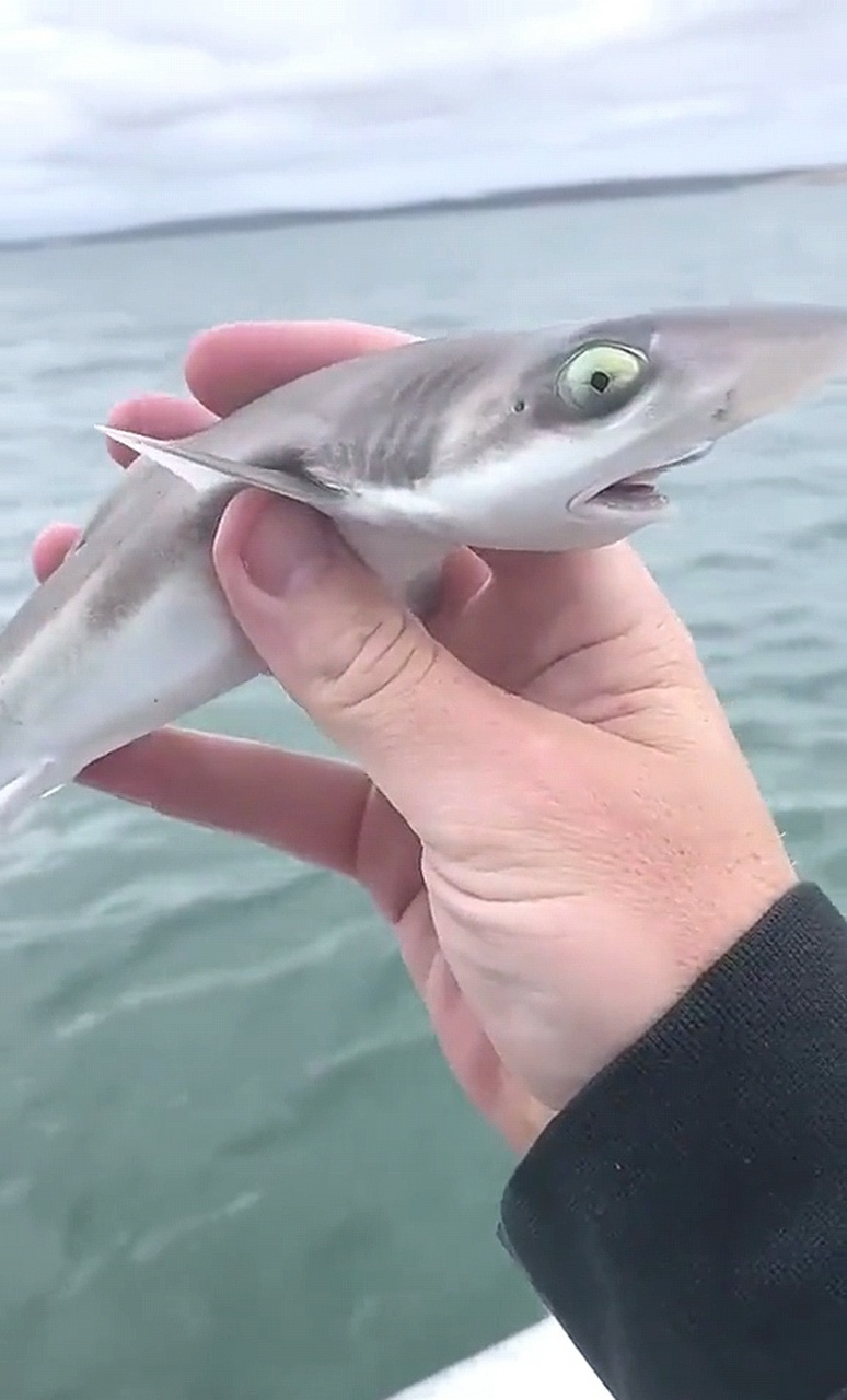 这鲨鱼宝宝真可爱,好想养一只呀!