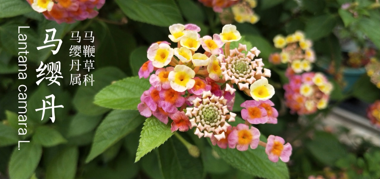 马缨丹属于外来入侵物种,被称为世界十大恶性杂草之一
