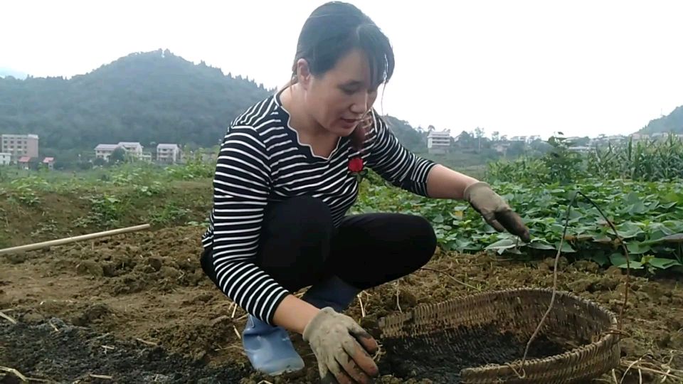 农村大姐这样种小白菜,不长虫子,3天发芽,20天可以吃