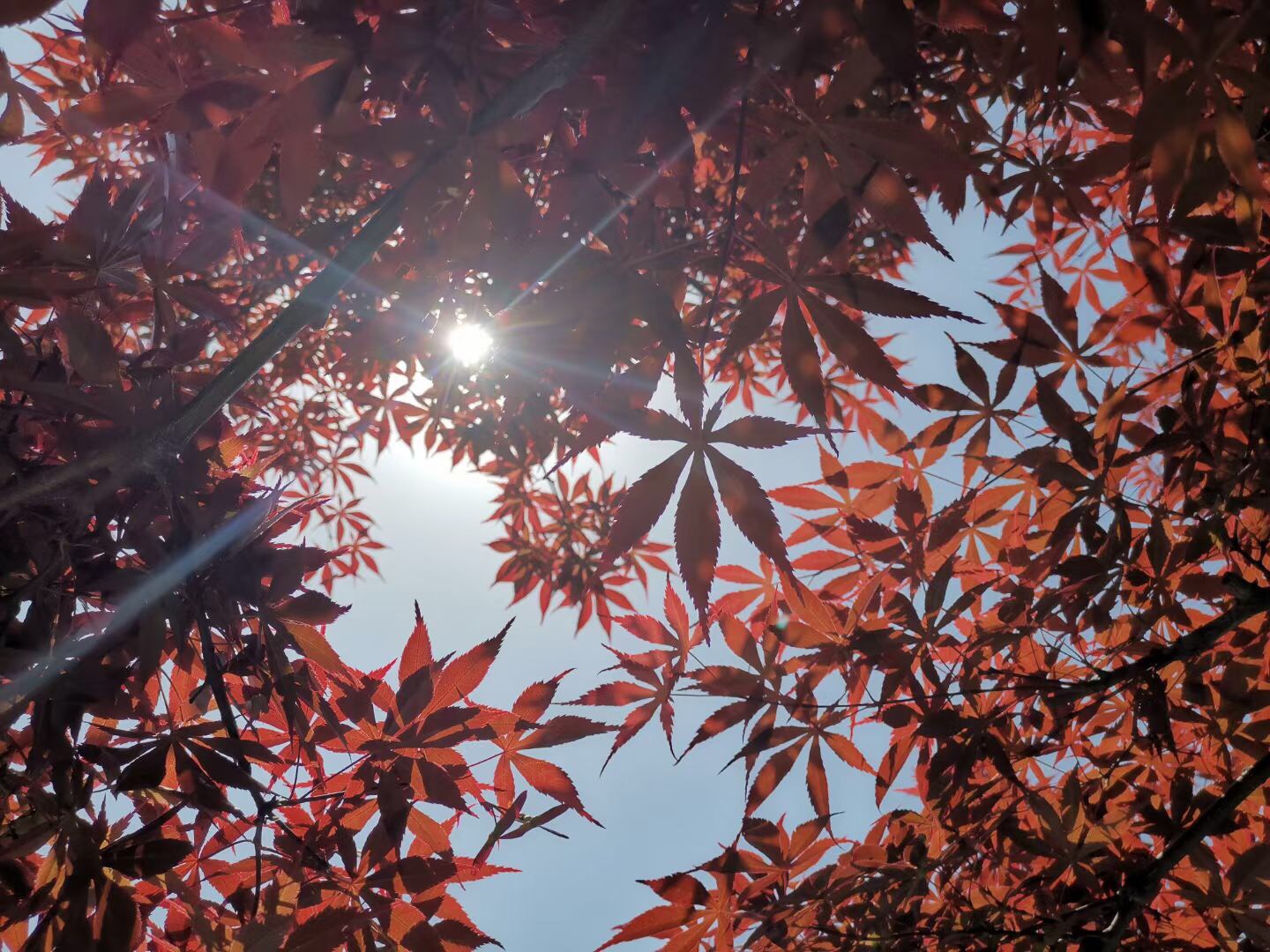 初夏的鸡爪槭在阳光的照射下,活力无限