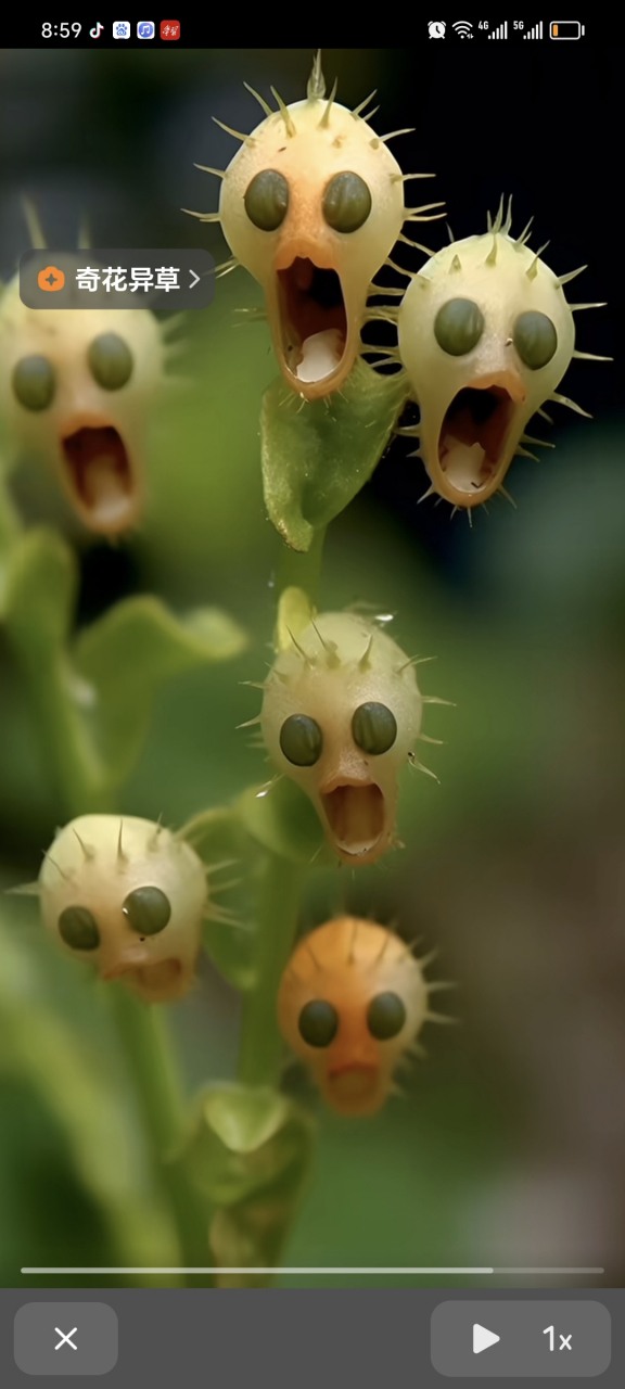 苗族阿婆后山里的骷髅花,开花时五彩缤纷,花谢了就会变成像骷髅一样的