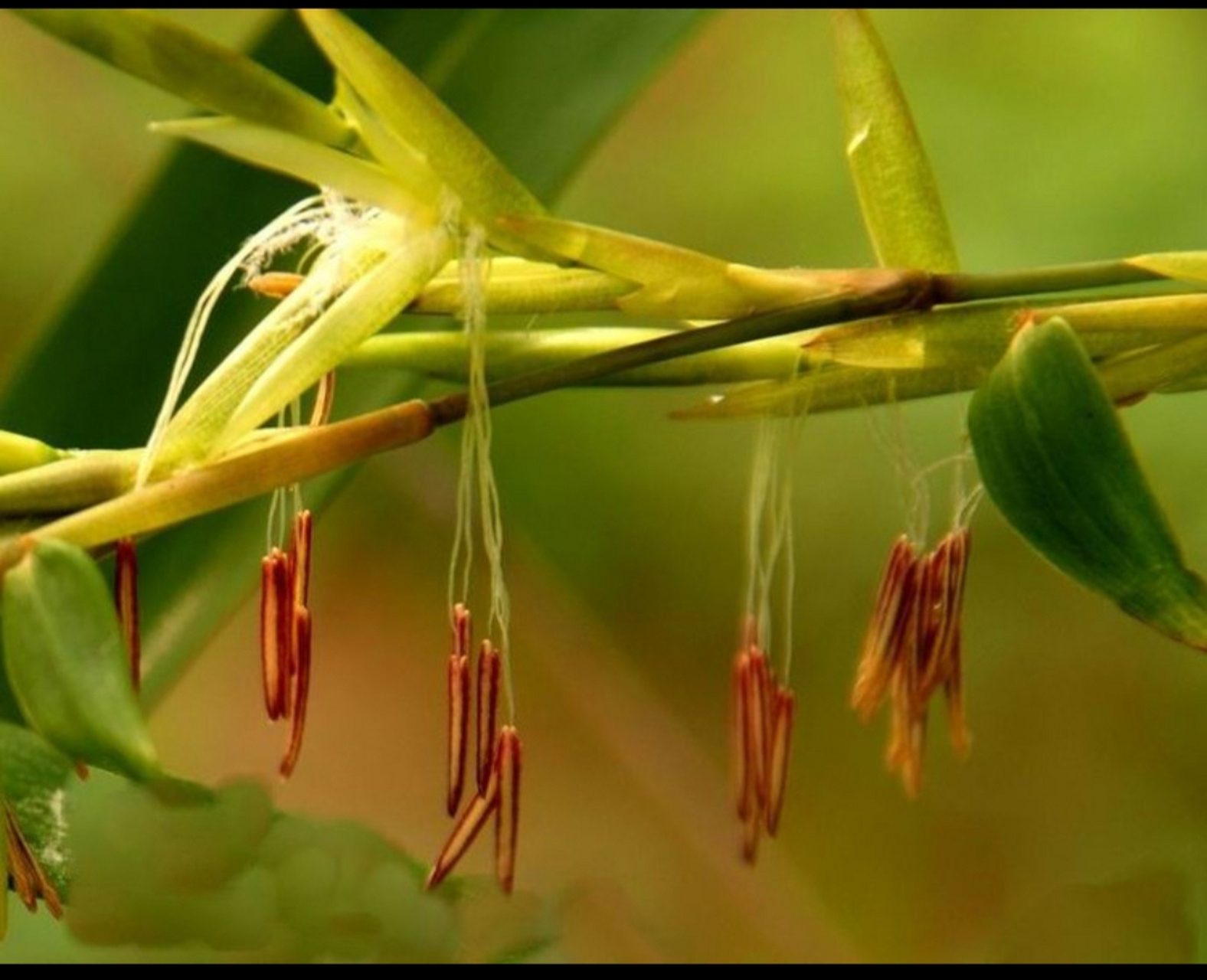 今天路过荆州不知名竹林看见竹子开花了,好少见.