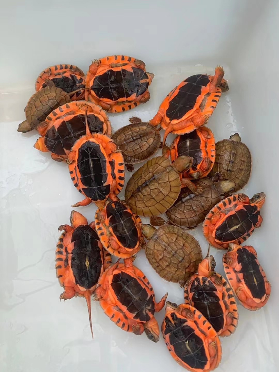 金钱龟# #三线闭壳龟# 2023年金钱龟头壳,欢迎大家观赏交流