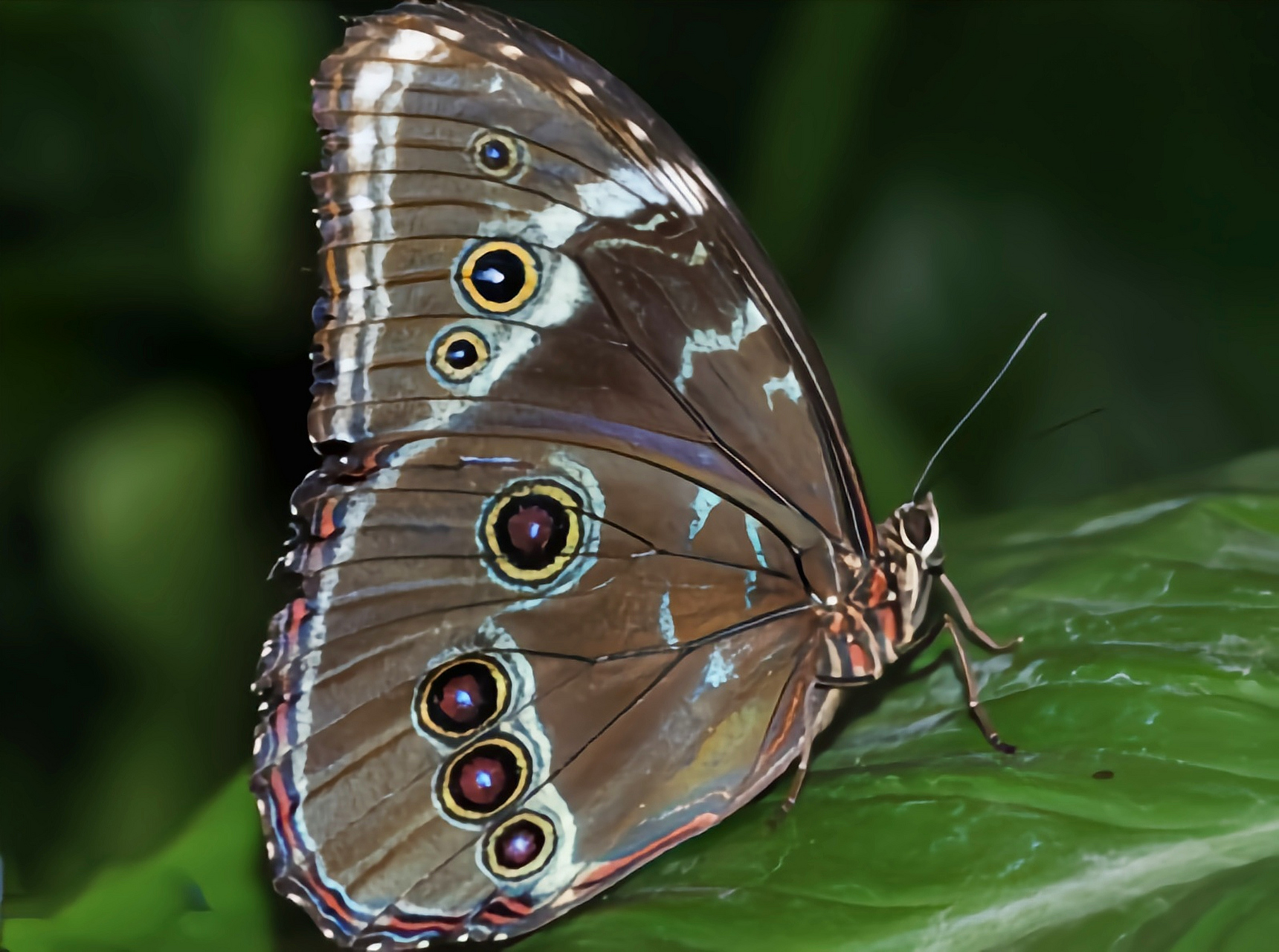 每天认识一种昆虫——黑框蓝闪蝶 黑框蓝闪蝶 别名蓓蕾闪蝶,黑框蓝