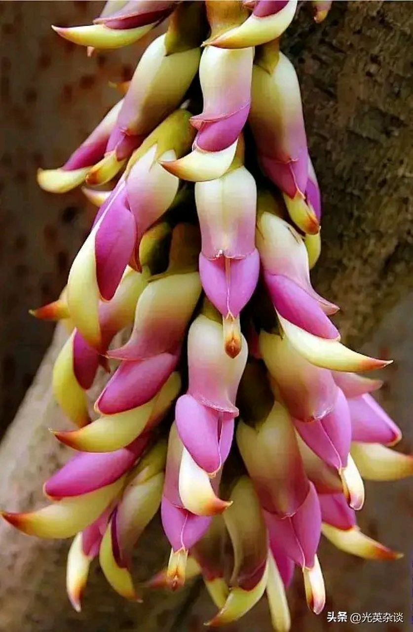 原来她的名字叫"朱雀花"